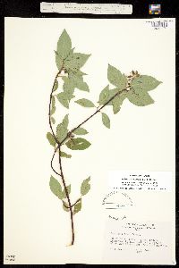 Cornus sericea image