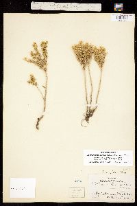 Amerosedum lanceolatum image