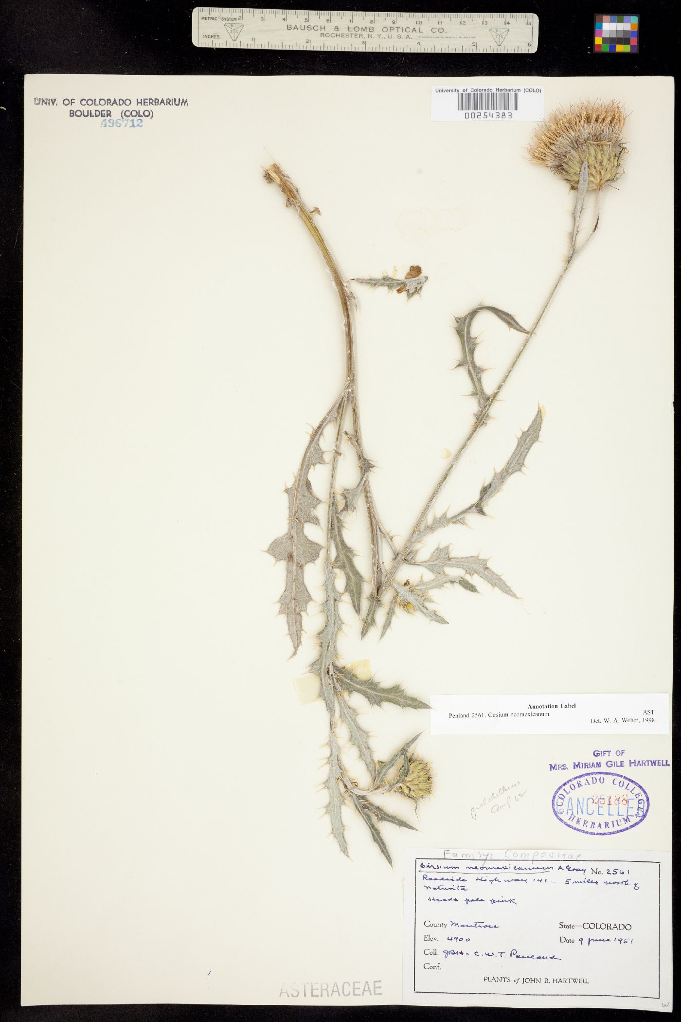 Cirsium neomexicanum image