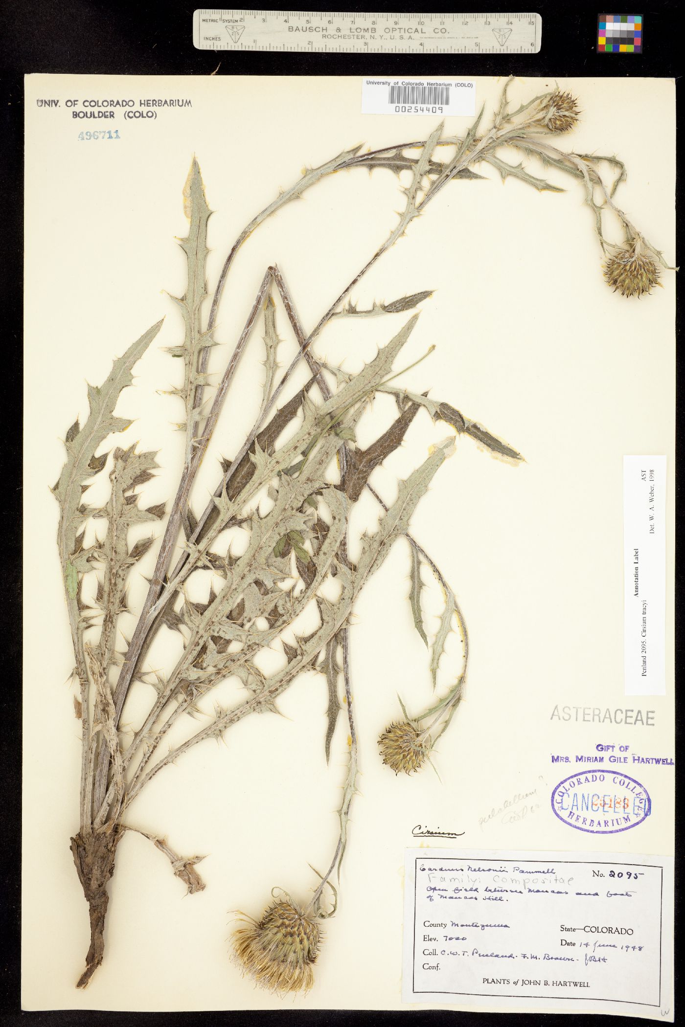 Cirsium tracyi image