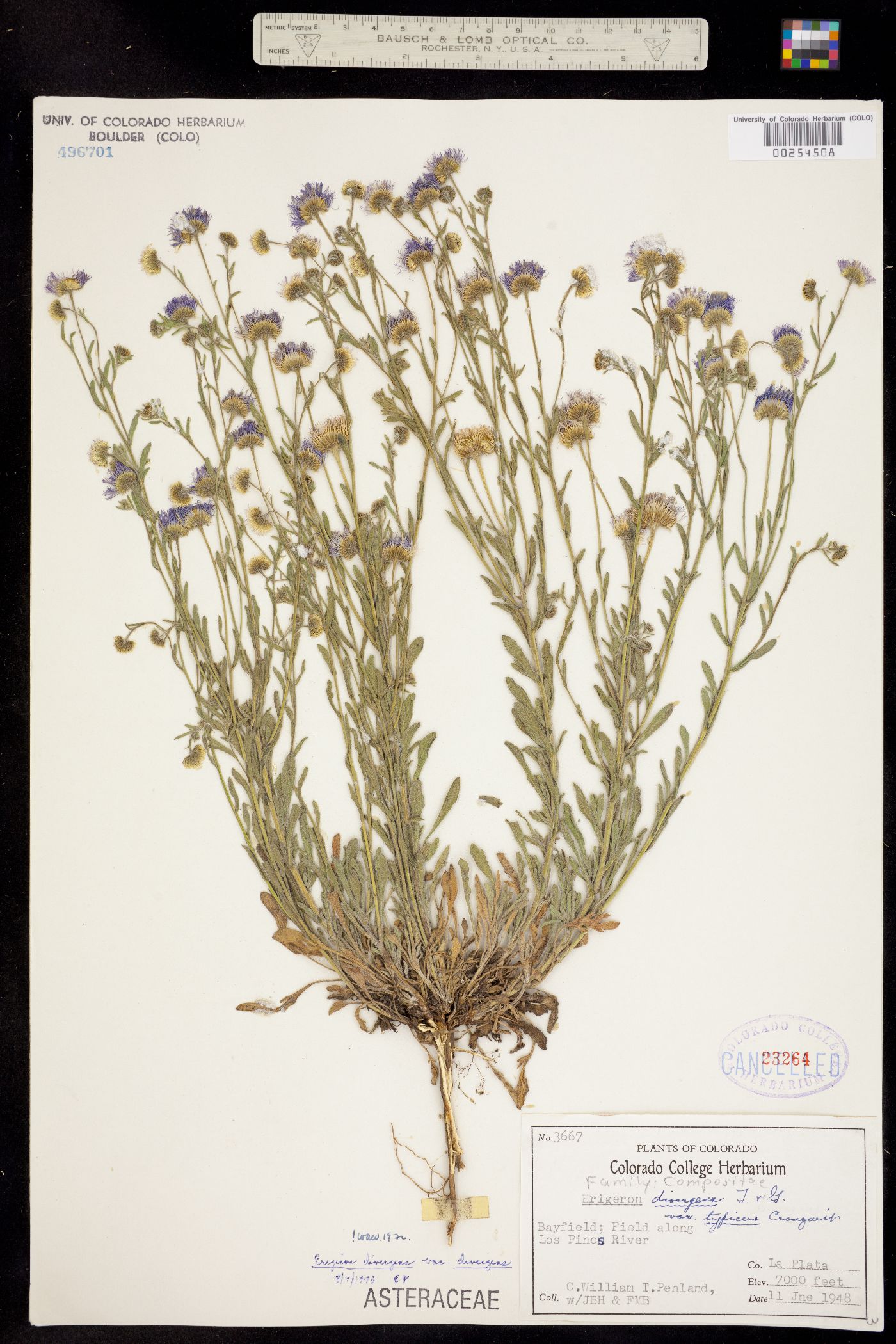 Erigeron divergens image