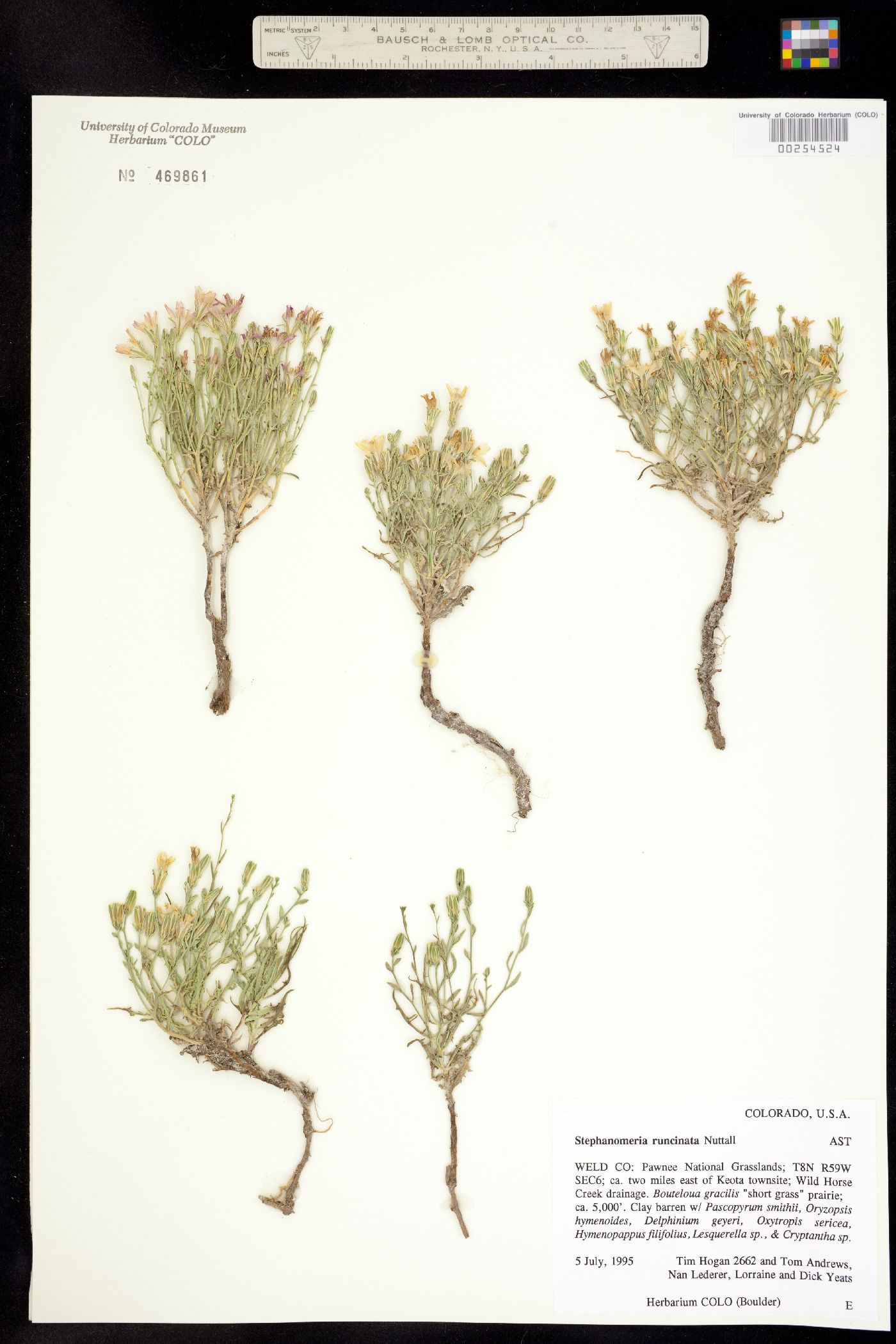 Stephanomeria runcinata image