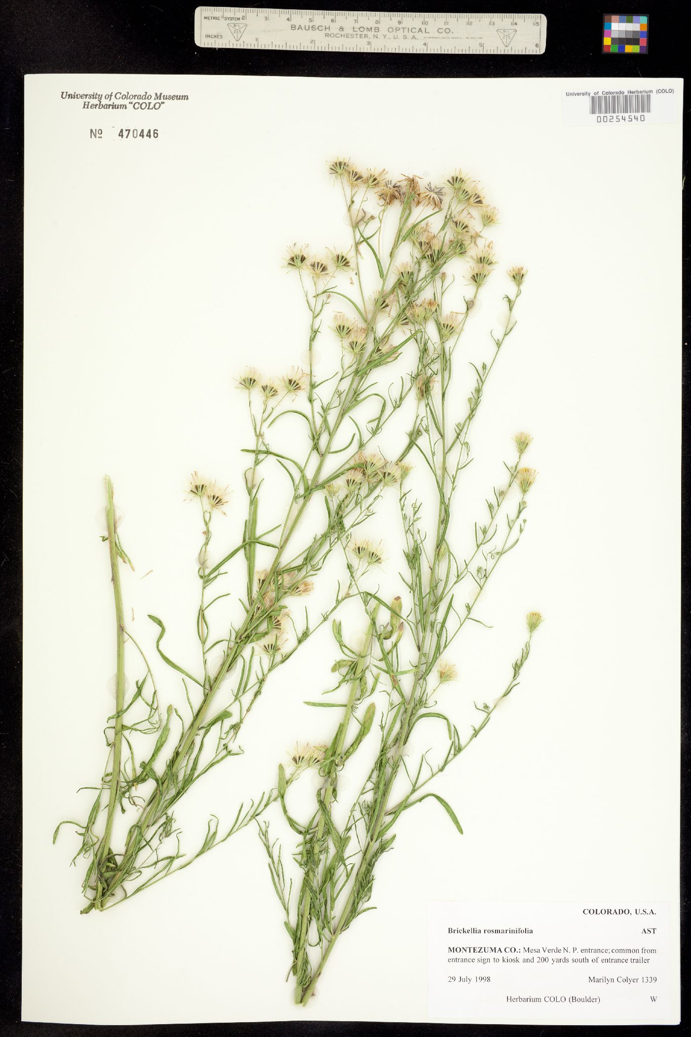 Brickellia eupatorioides var. eupatorioides image