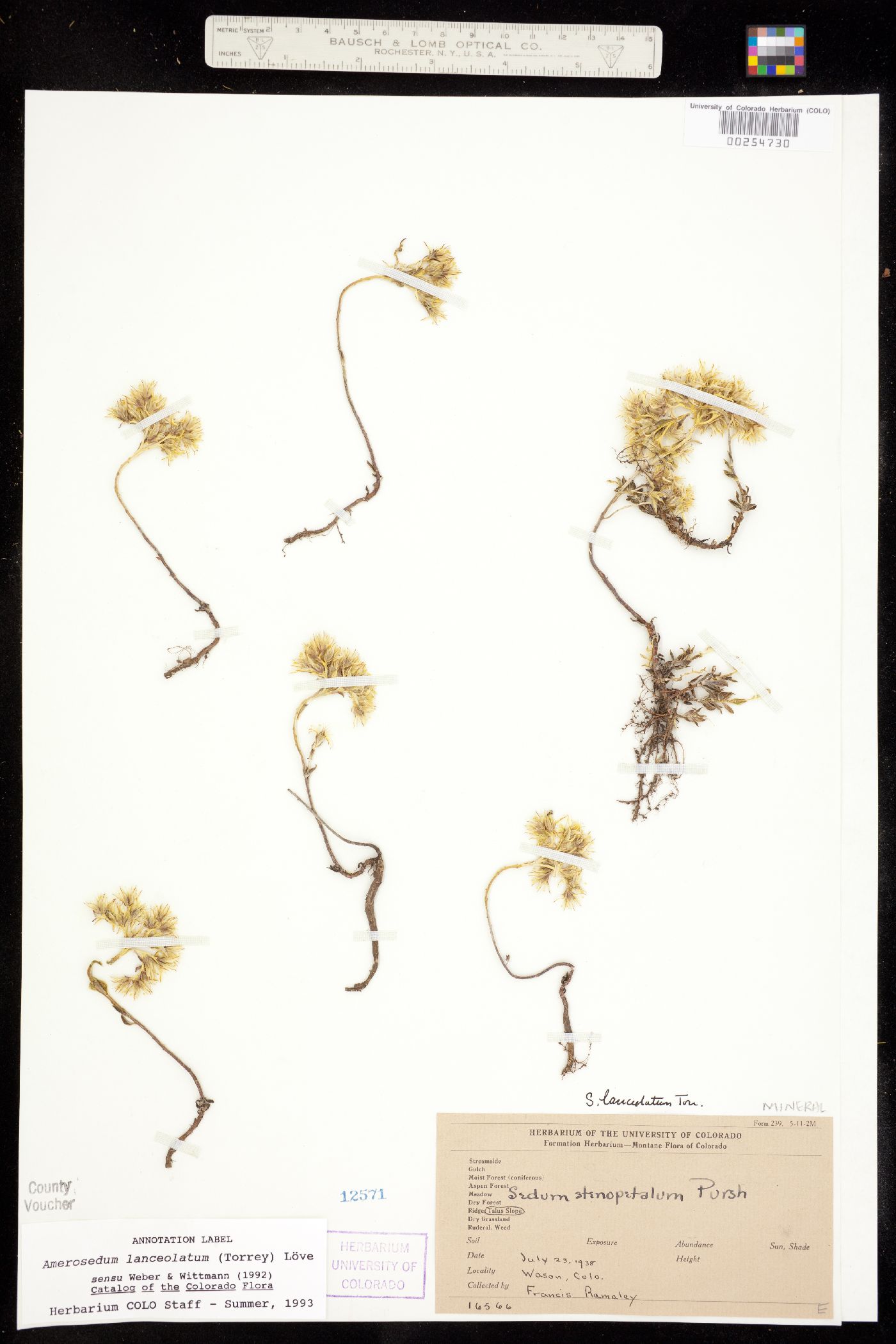 Amerosedum image