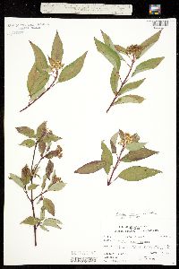 Cornus sericea ssp. sericea image