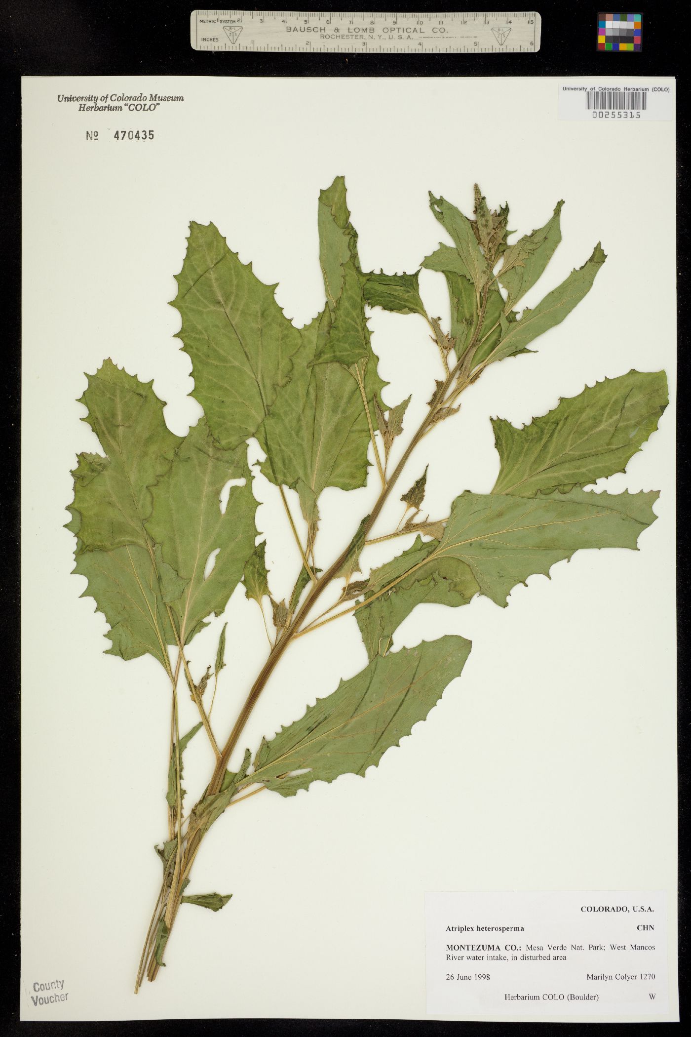 Atriplex image