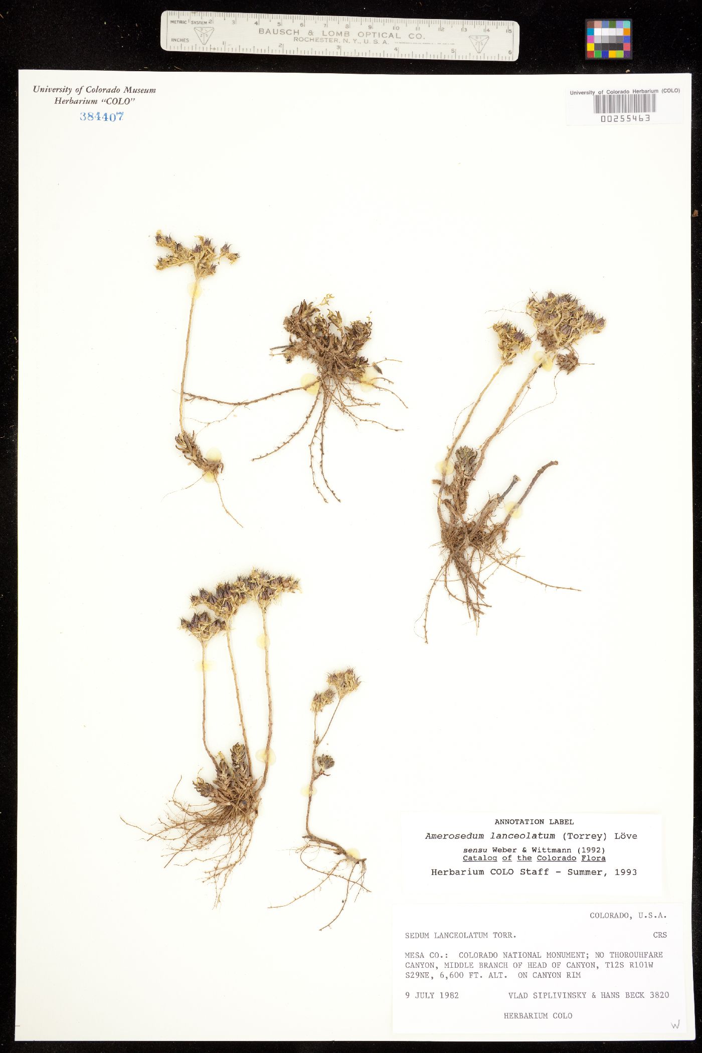 Sedum lanceolatum var. lanceolatum image