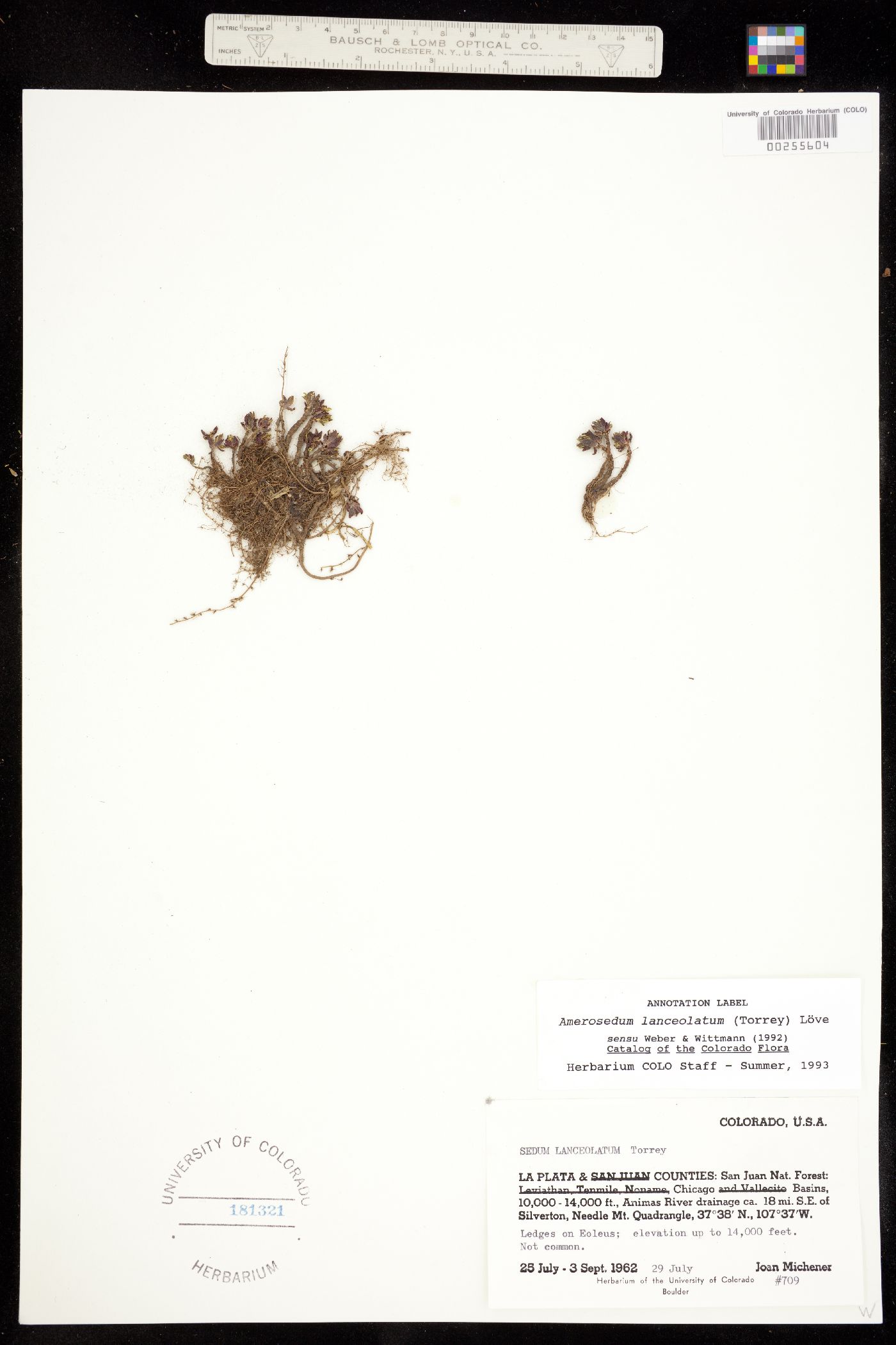 Sedum image