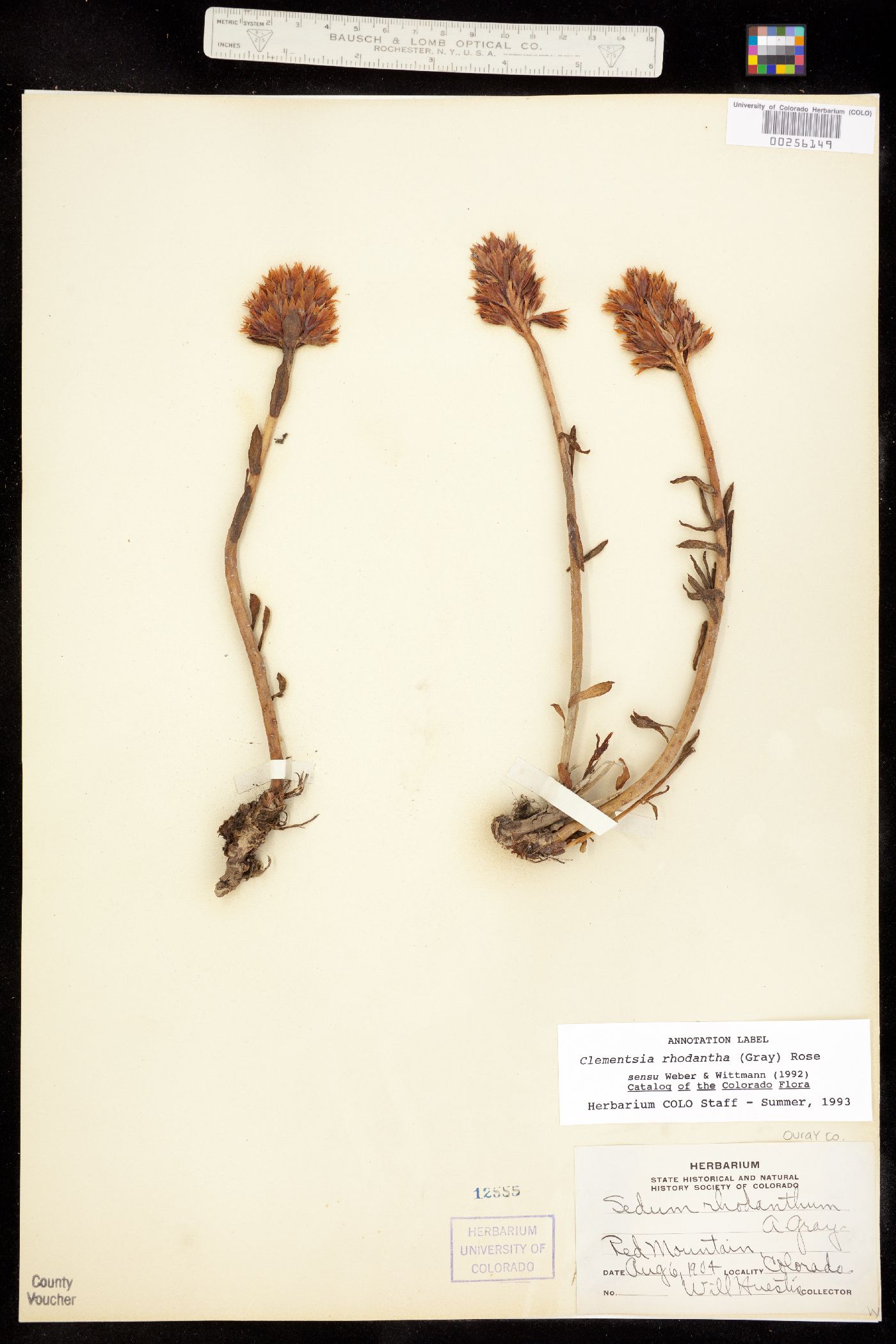Rhodiola image