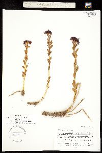 Image of Rhodiola integrifolia