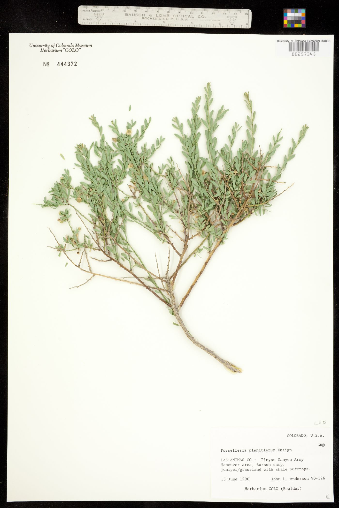 Glossopetalon spinescens var. planitierum image