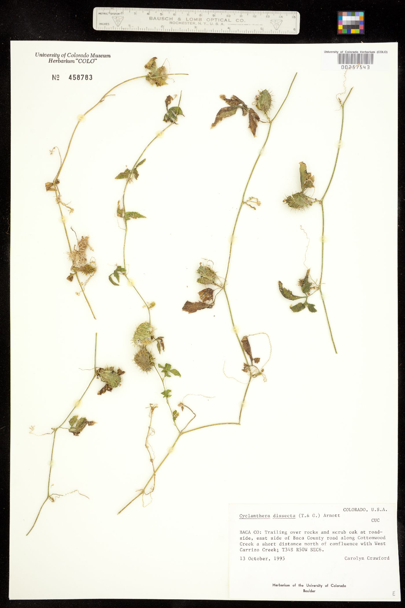 Cyclanthera dissecta image
