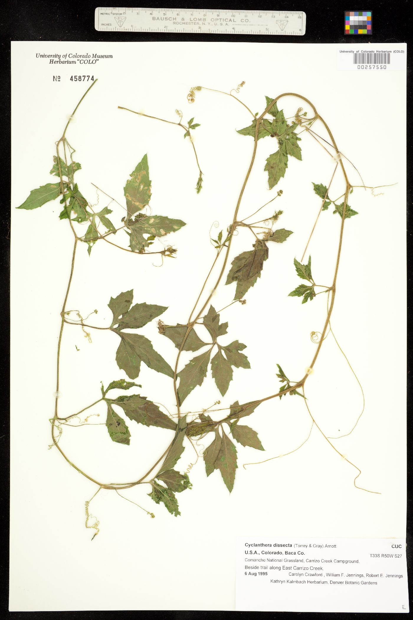 Cyclanthera dissecta image