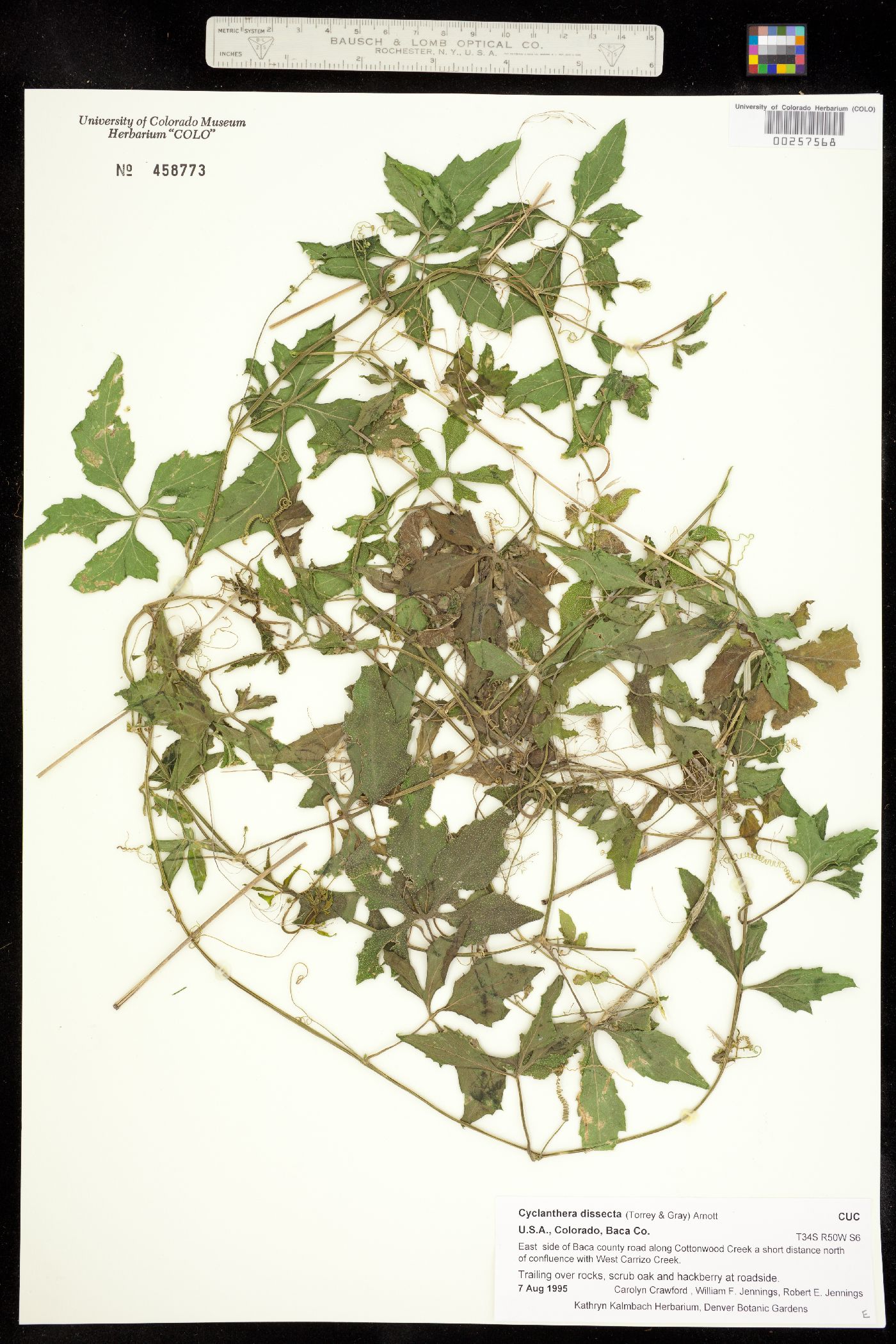 Cyclanthera dissecta image