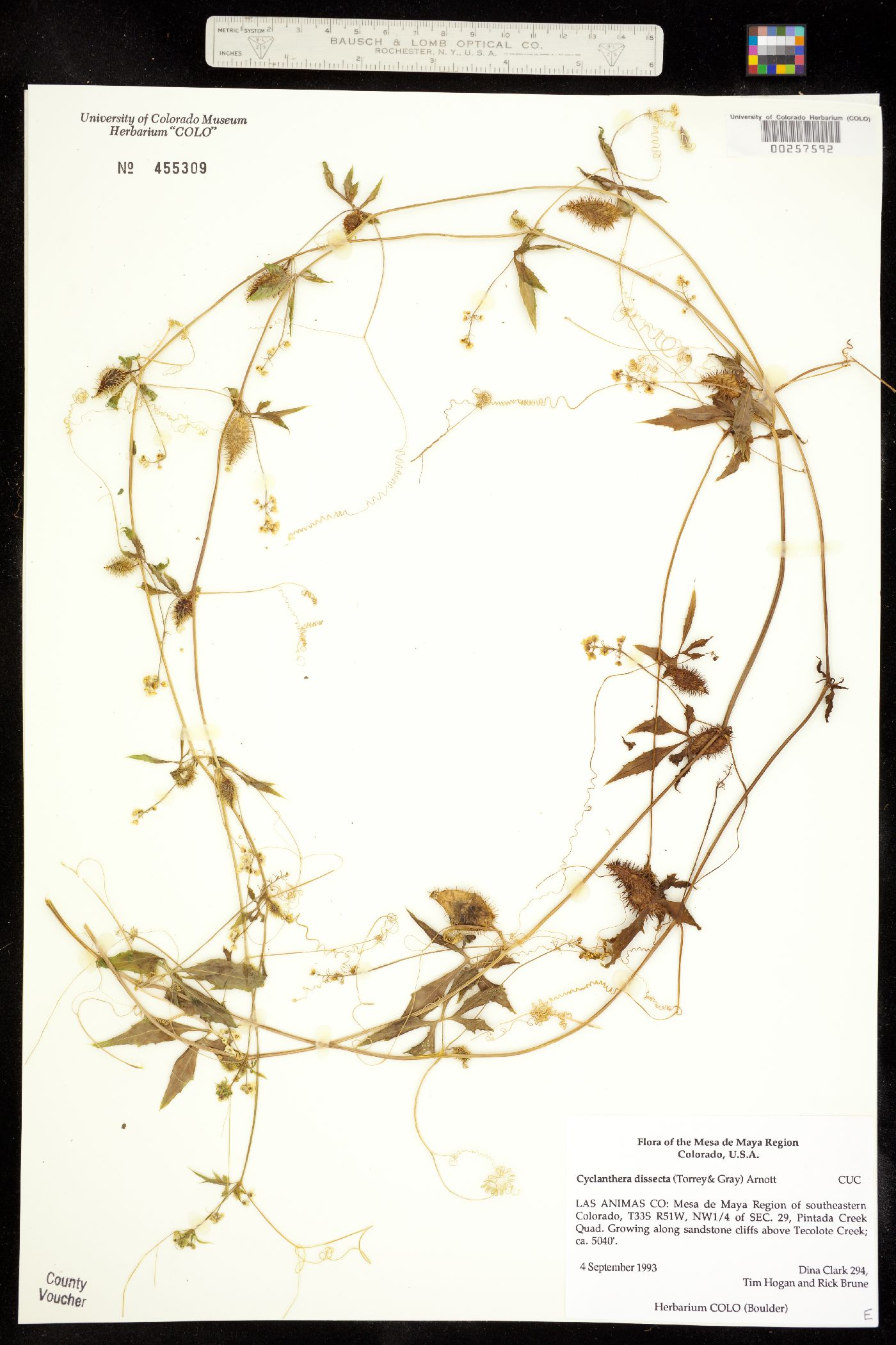 Cyclanthera image