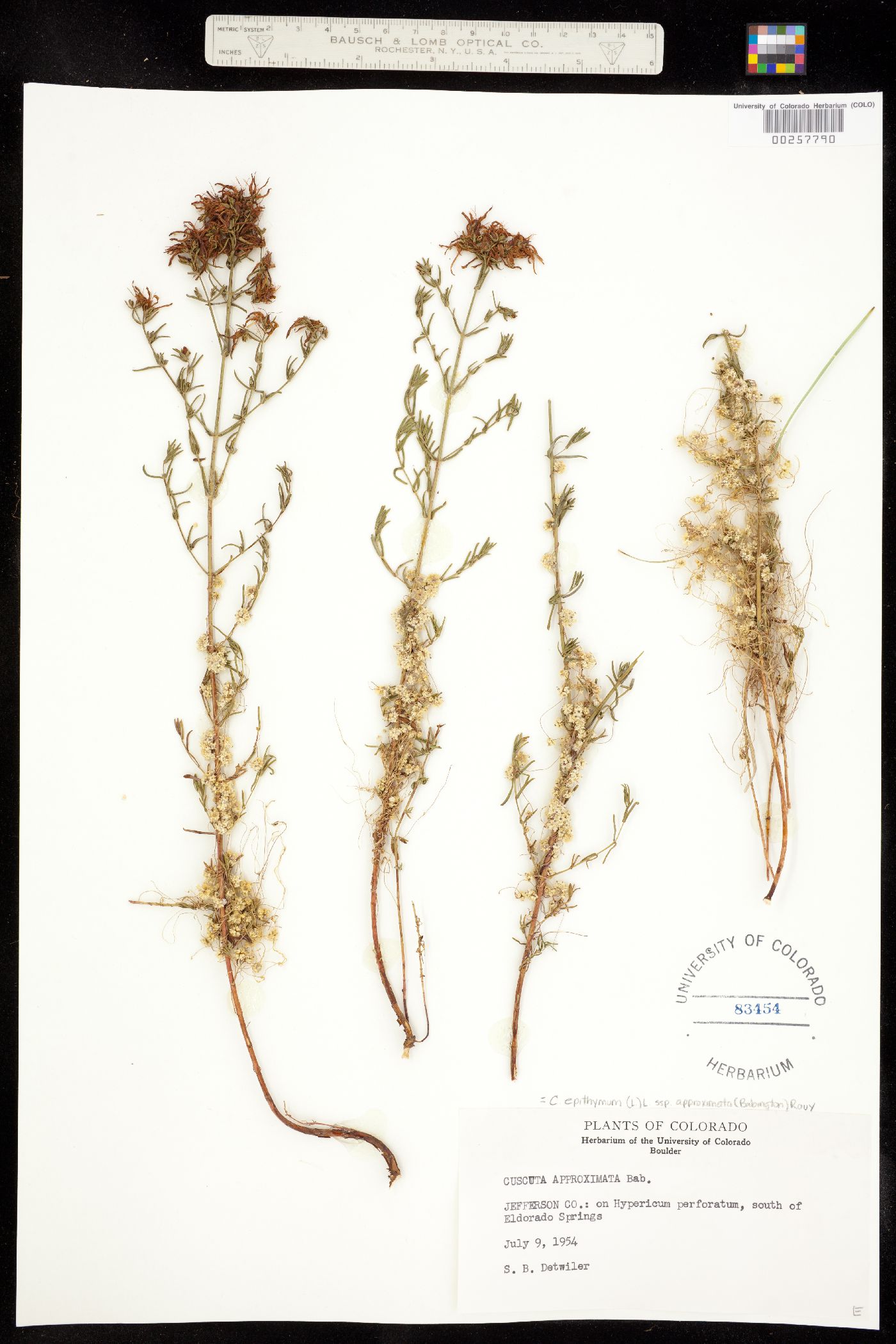 Cuscuta epithymum image