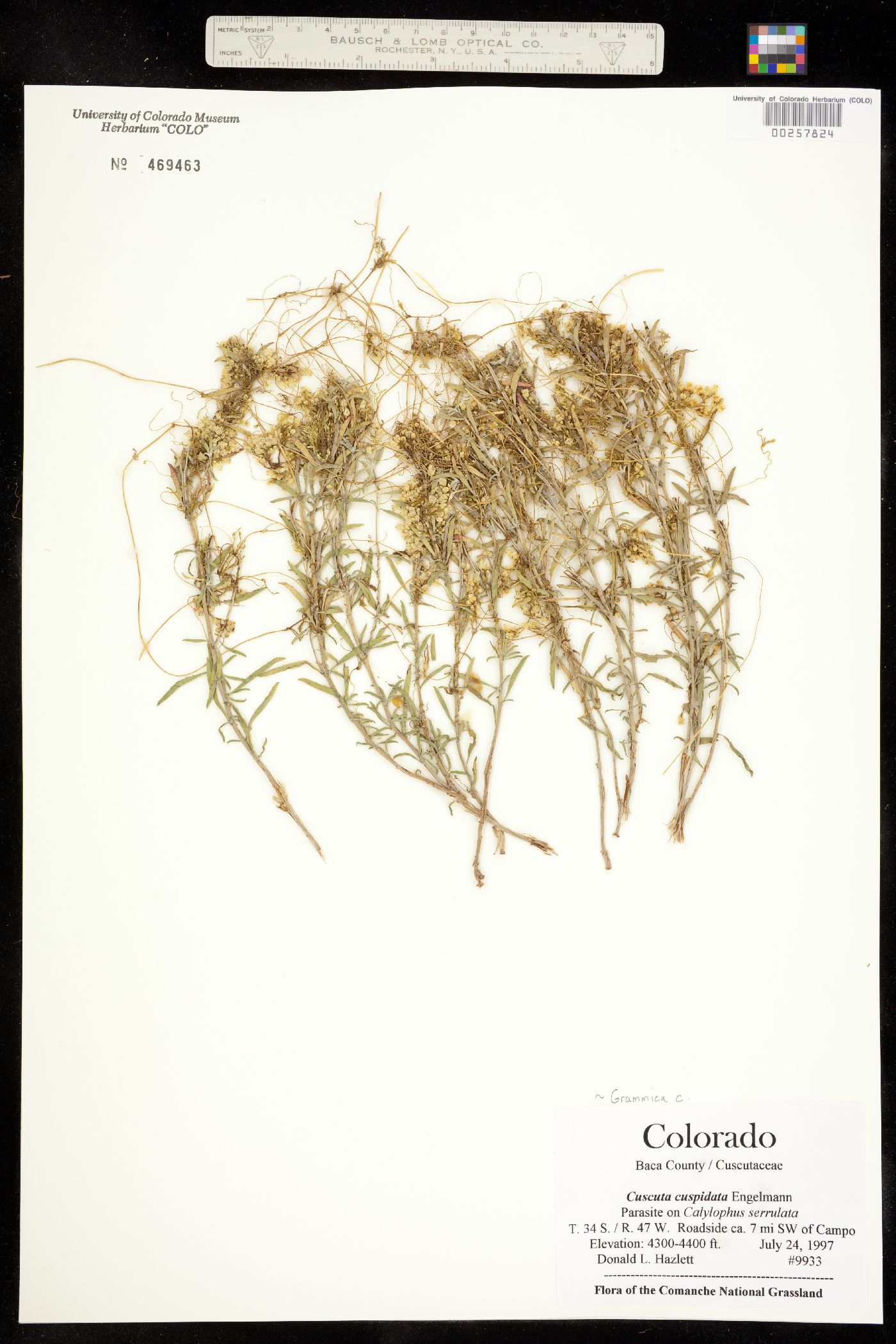 Cuscuta cuspidata image