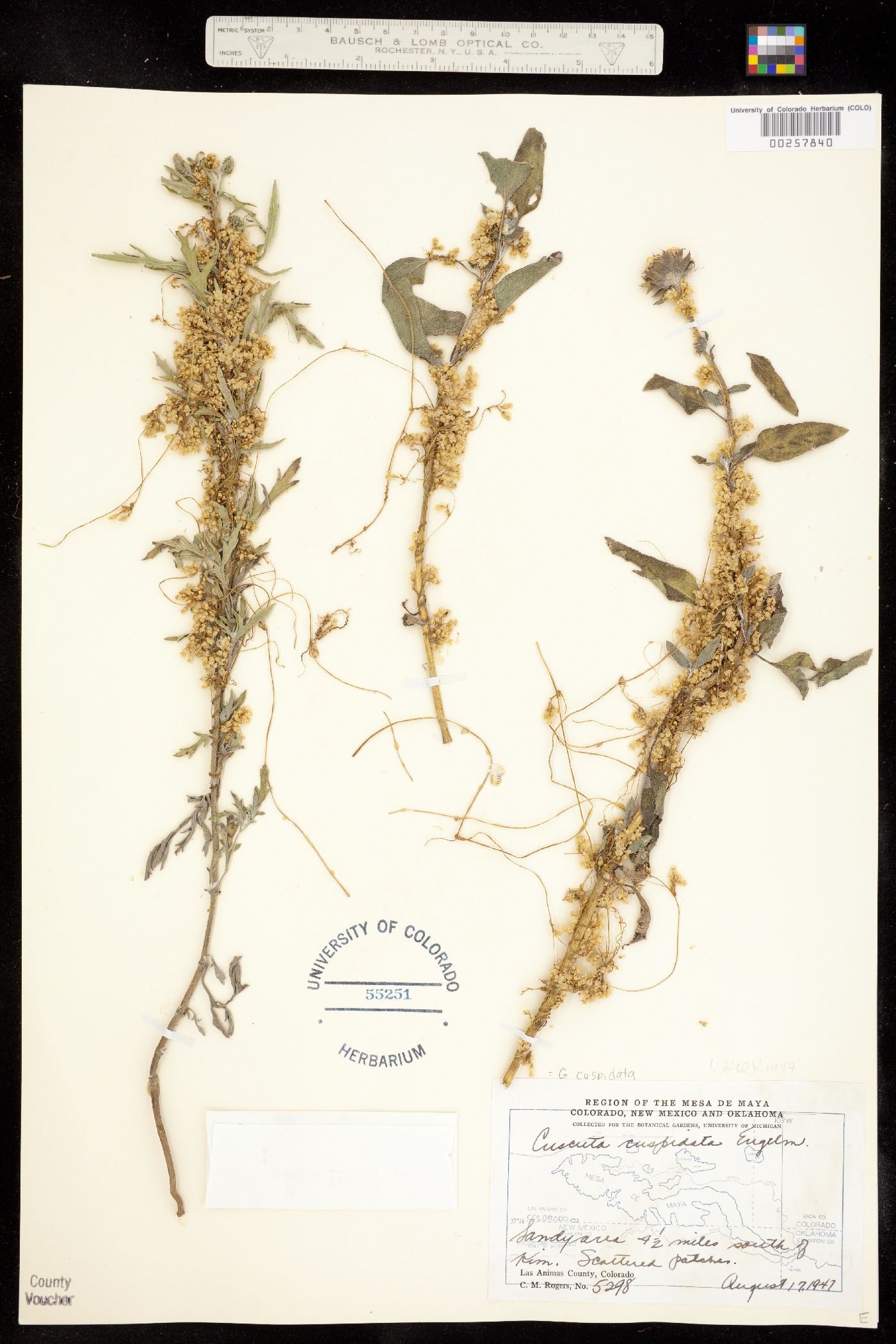 Cuscuta cuspidata image