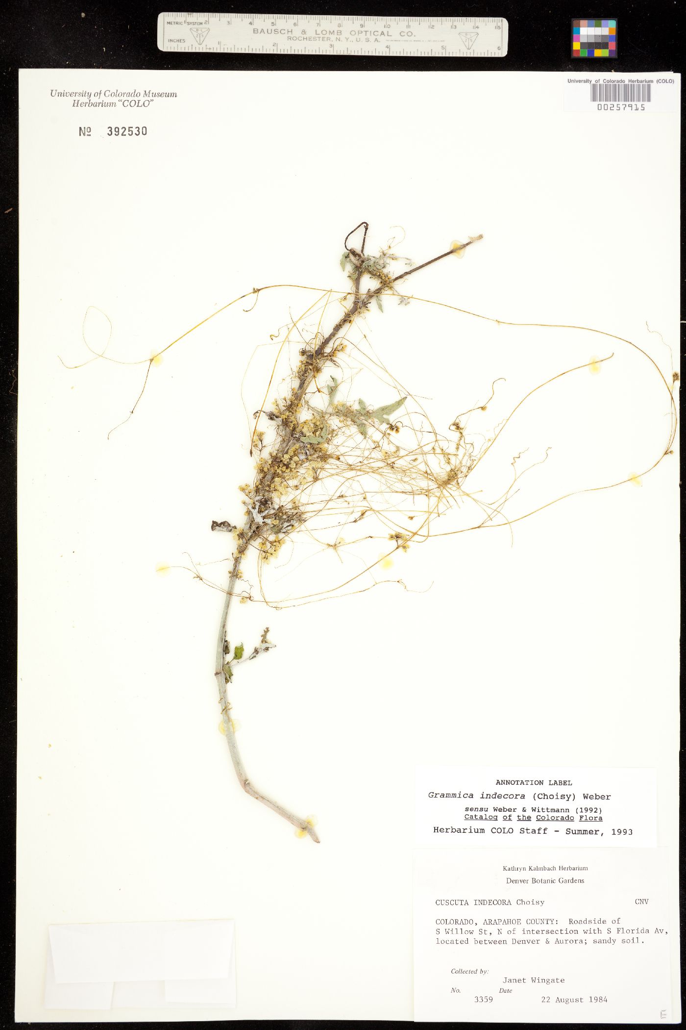Grammica indecora var. neuropetala image