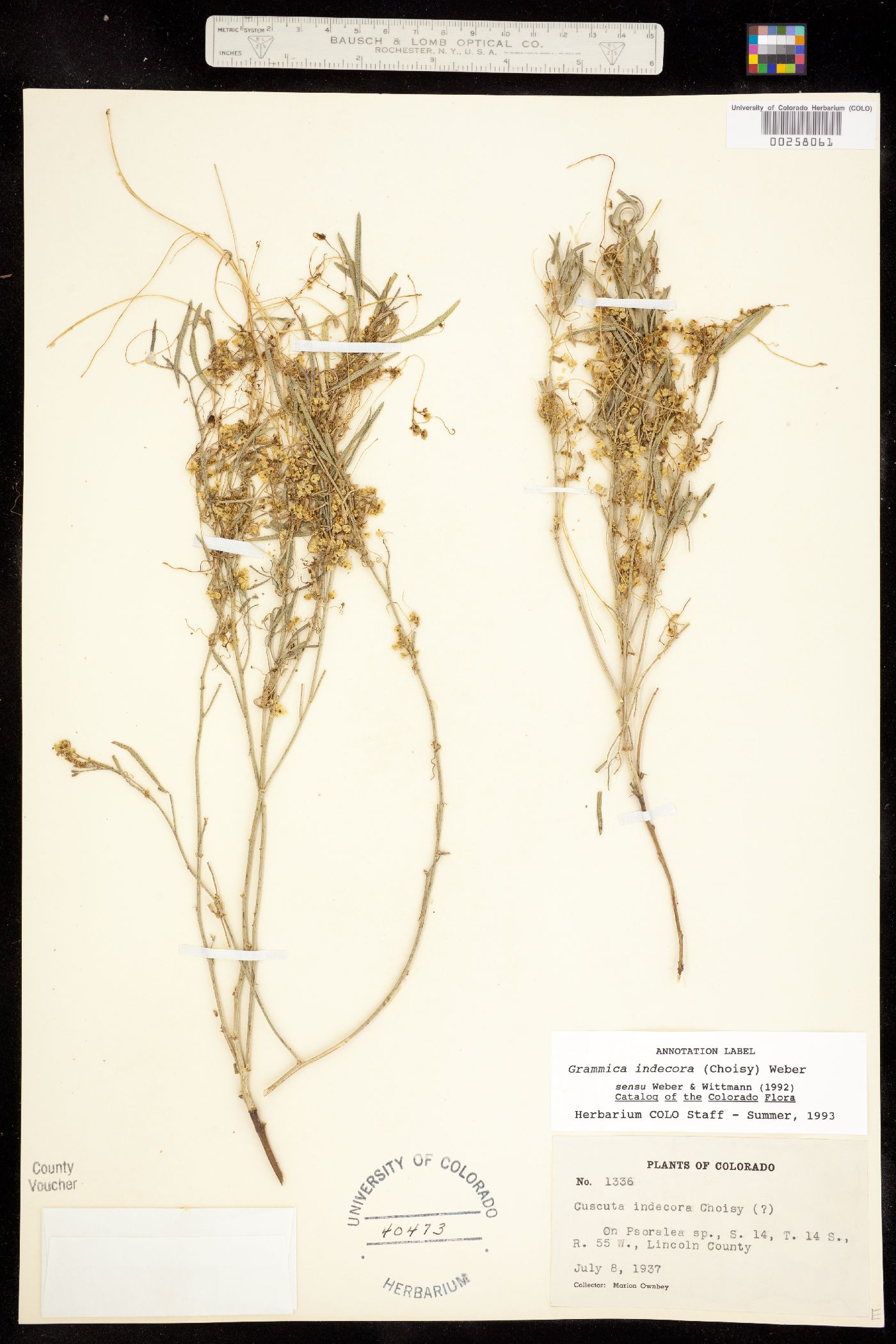 Grammica indecora var. neuropetala image