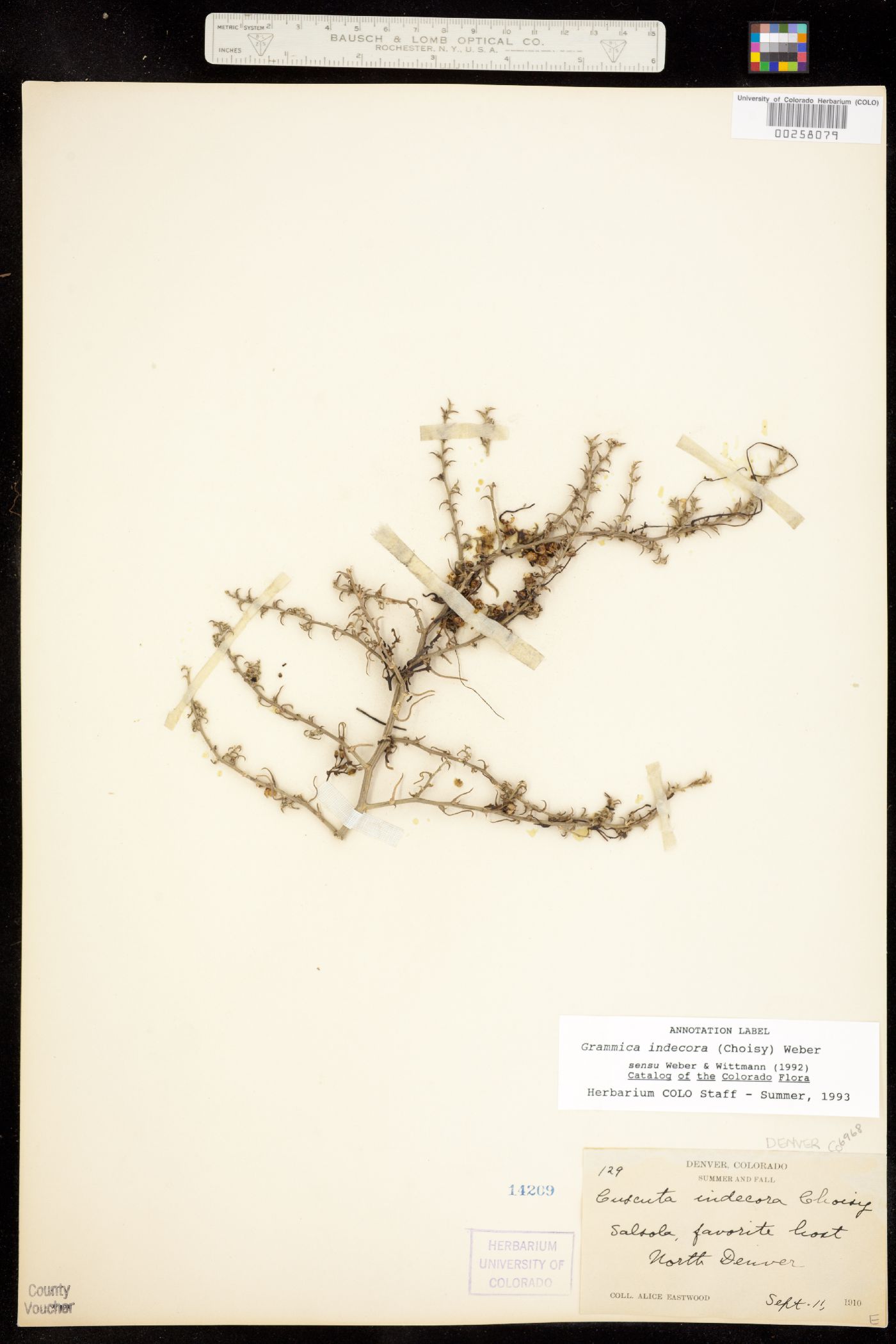 Grammica image