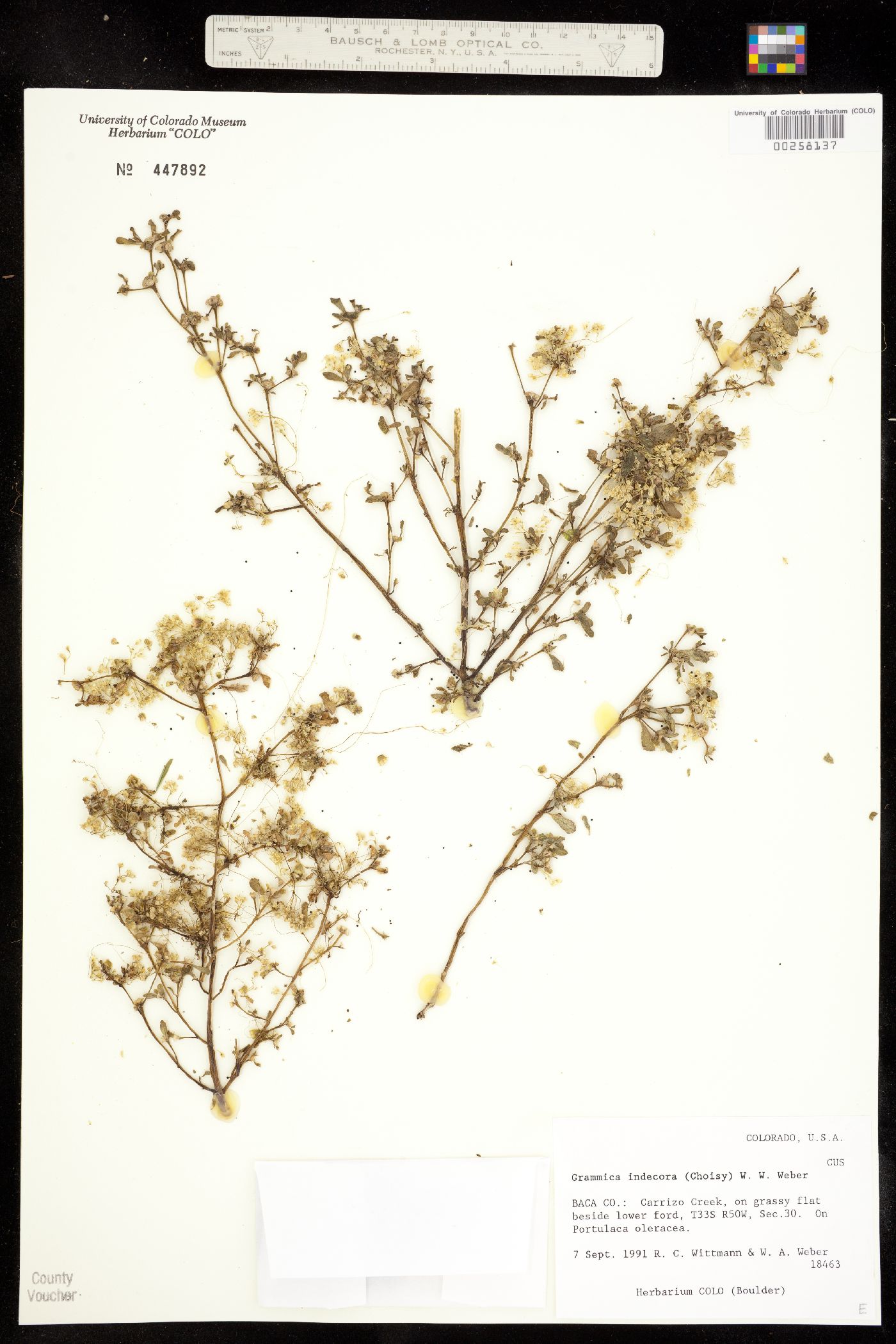 Grammica indecora var. neuropetala image