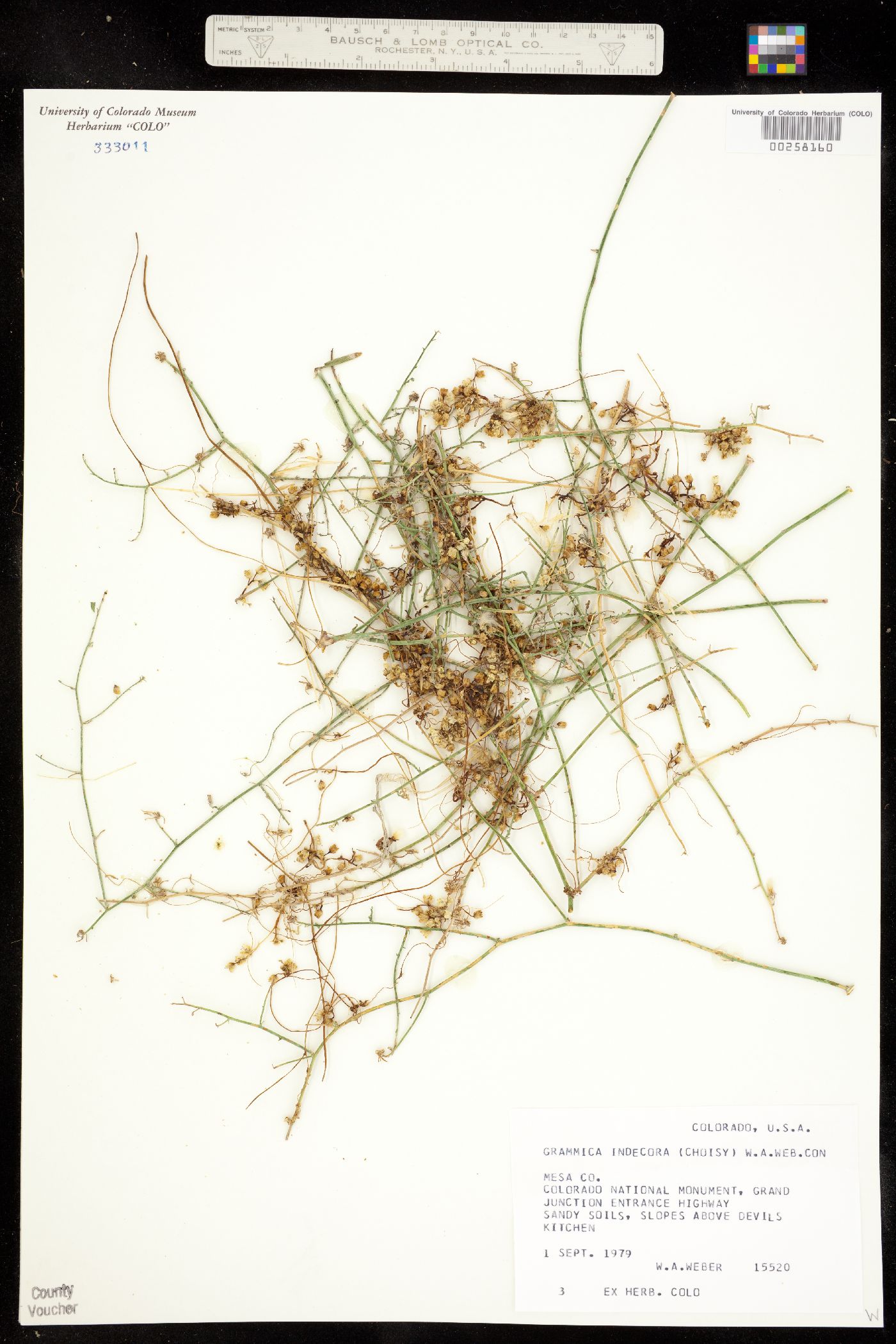 Grammica indecora var. neuropetala image