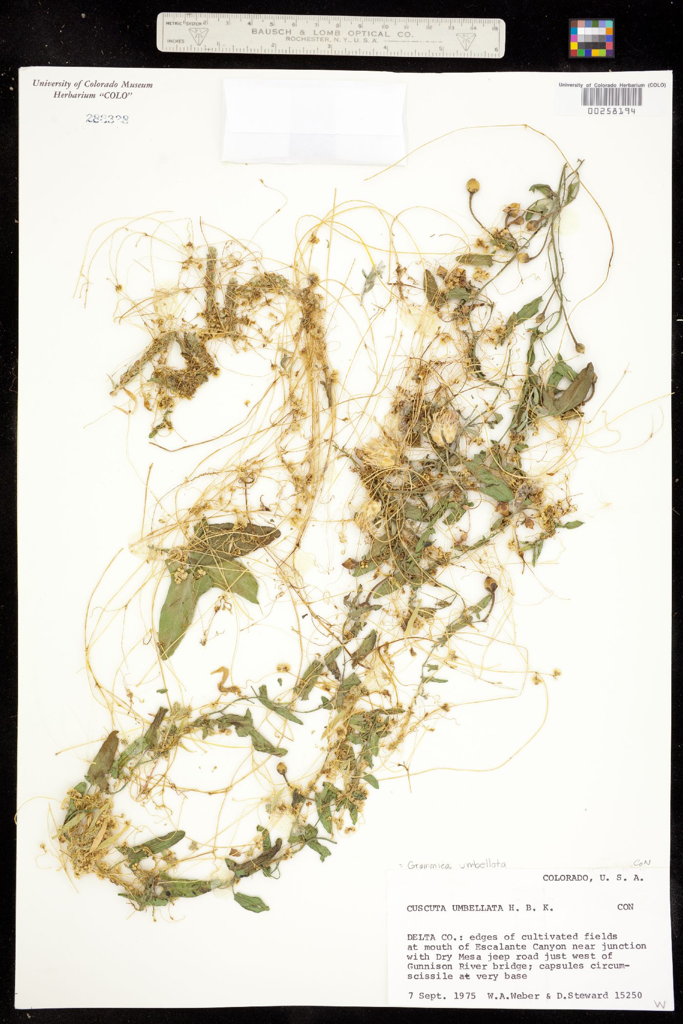 Cuscuta umbellata image