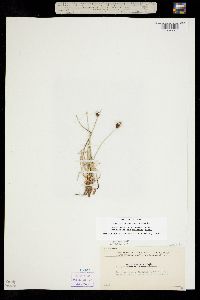 Amphiscirpus nevadensis image