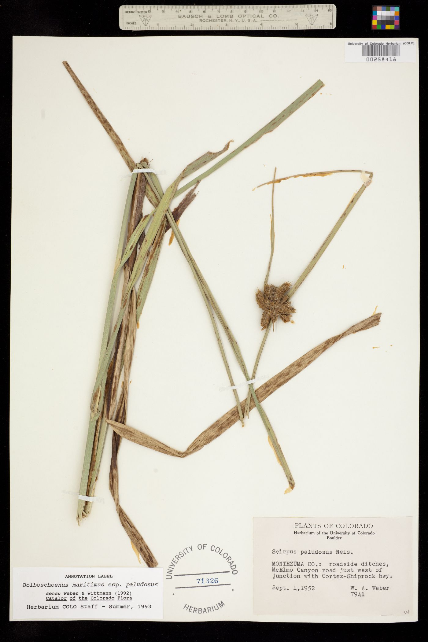 Bolboschoenus image