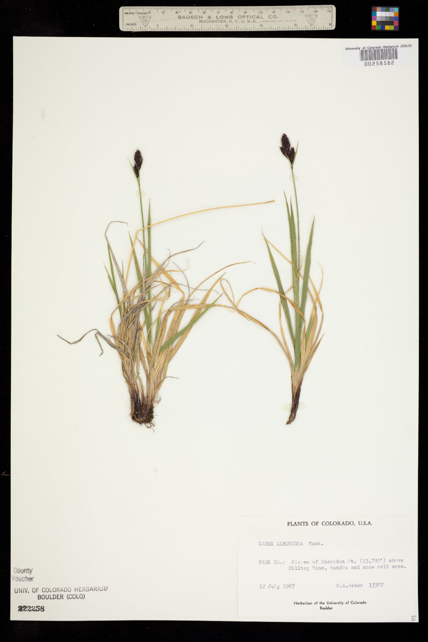 Carex albo-nigra image