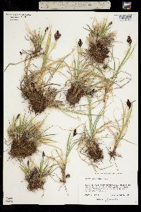 Carex albo-nigra image
