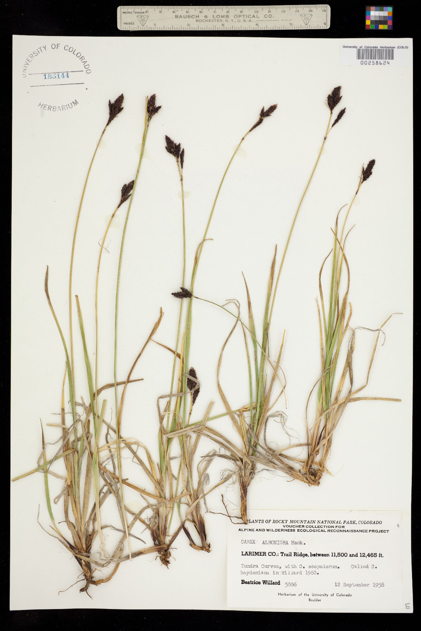 Carex albo-nigra image