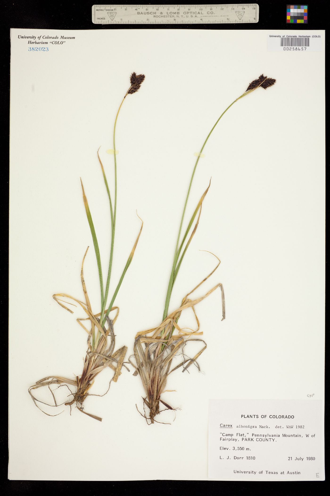 Carex albo-nigra image