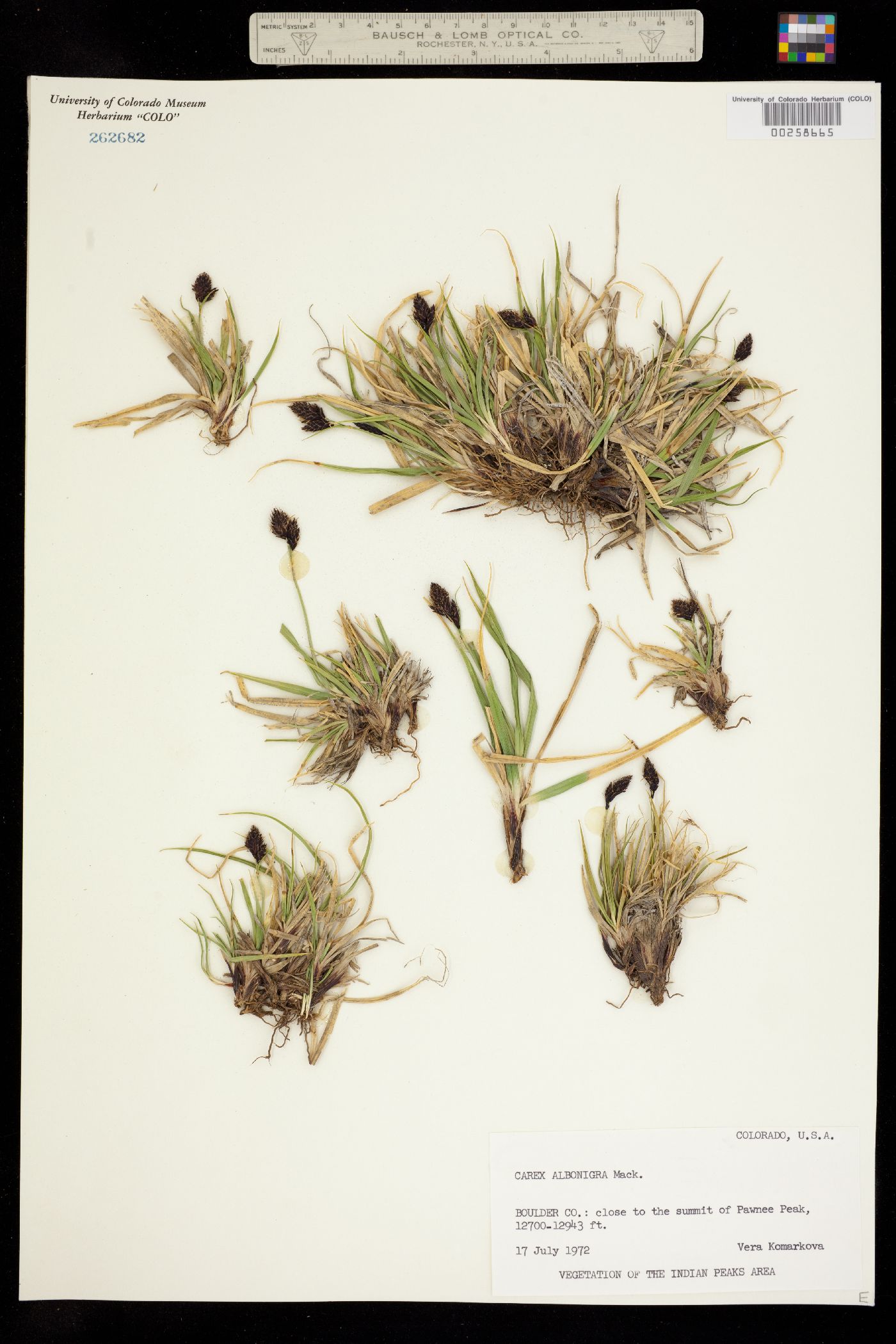 Carex albo-nigra image