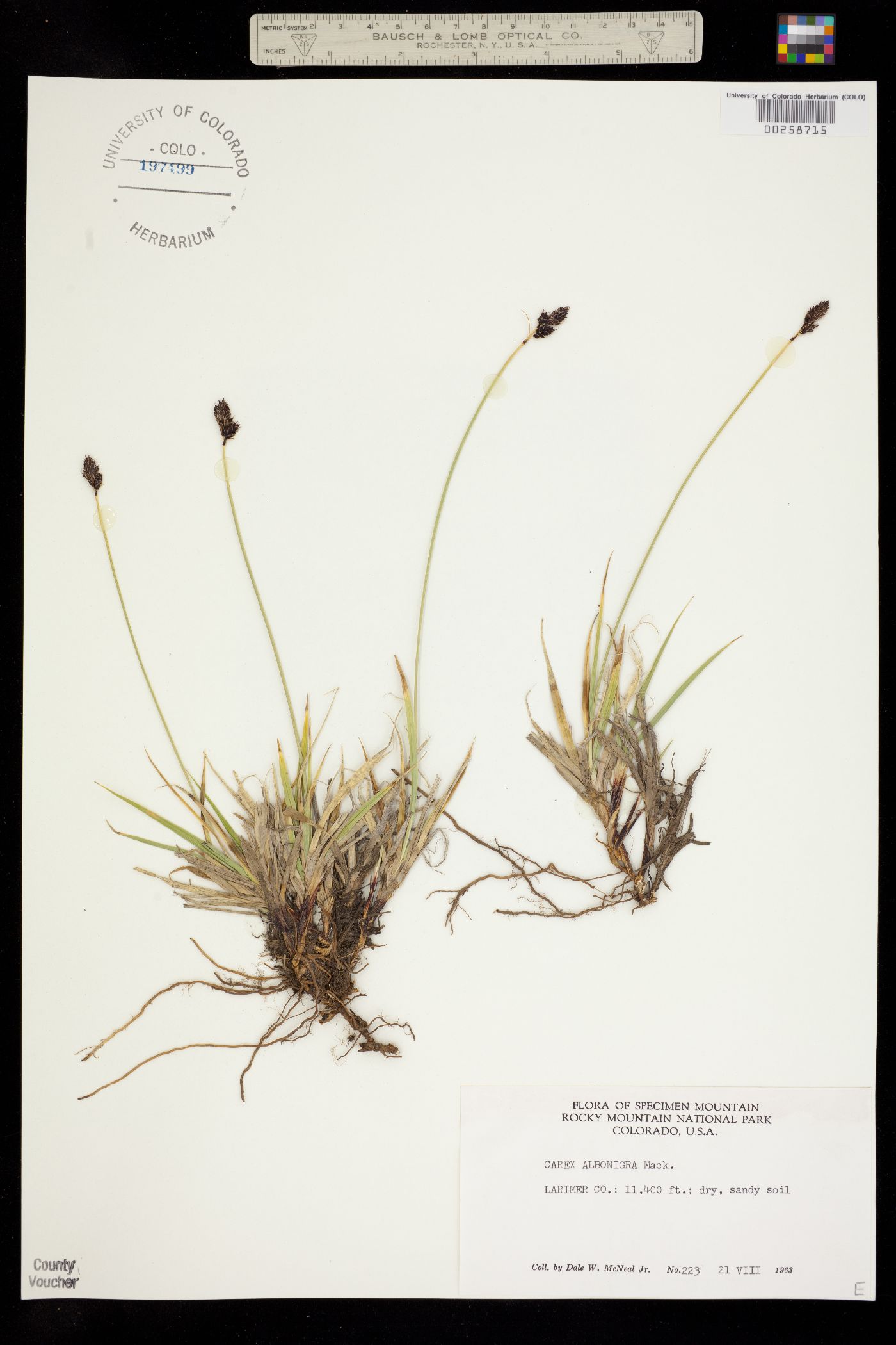 Carex albo-nigra image