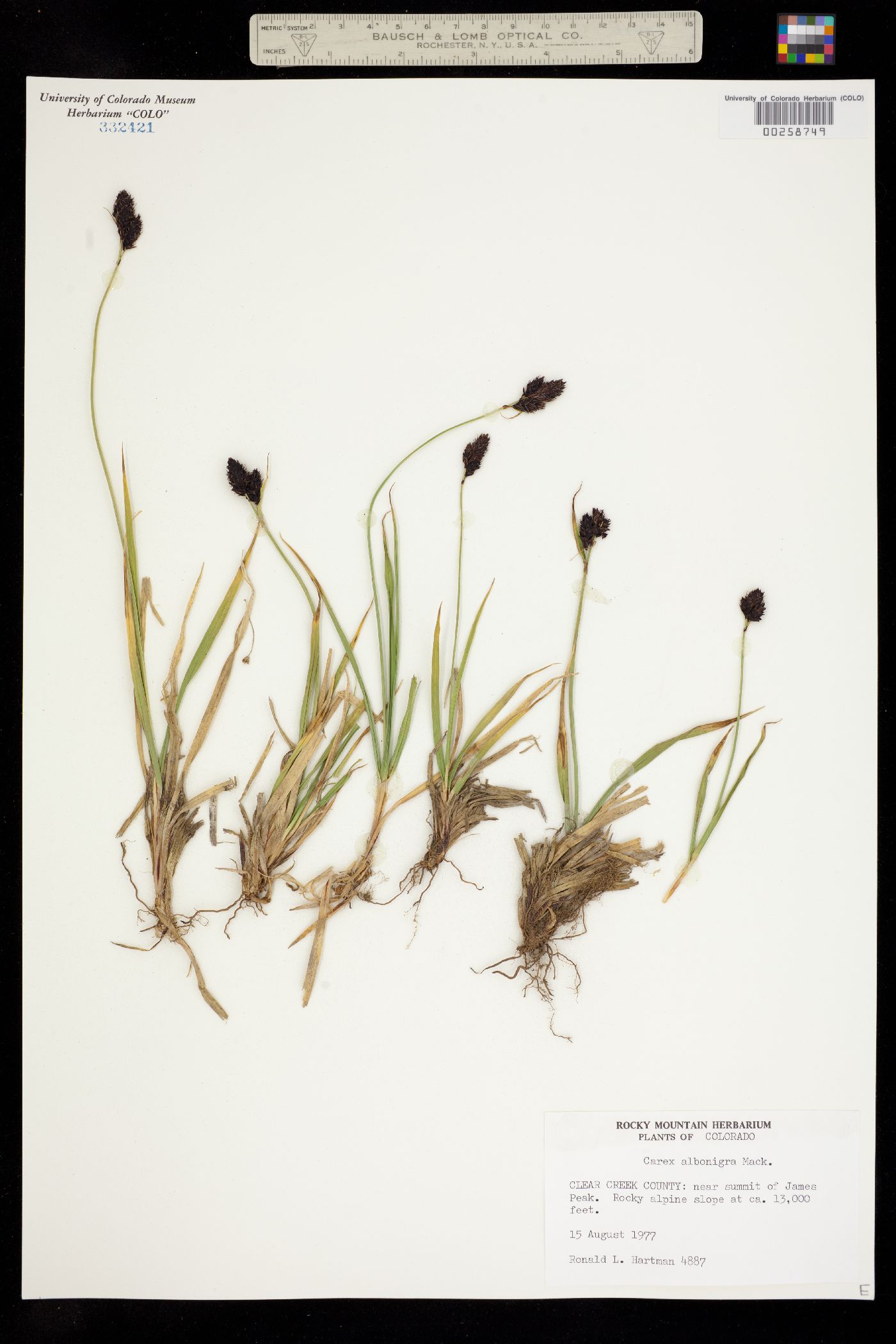 Carex albo-nigra image