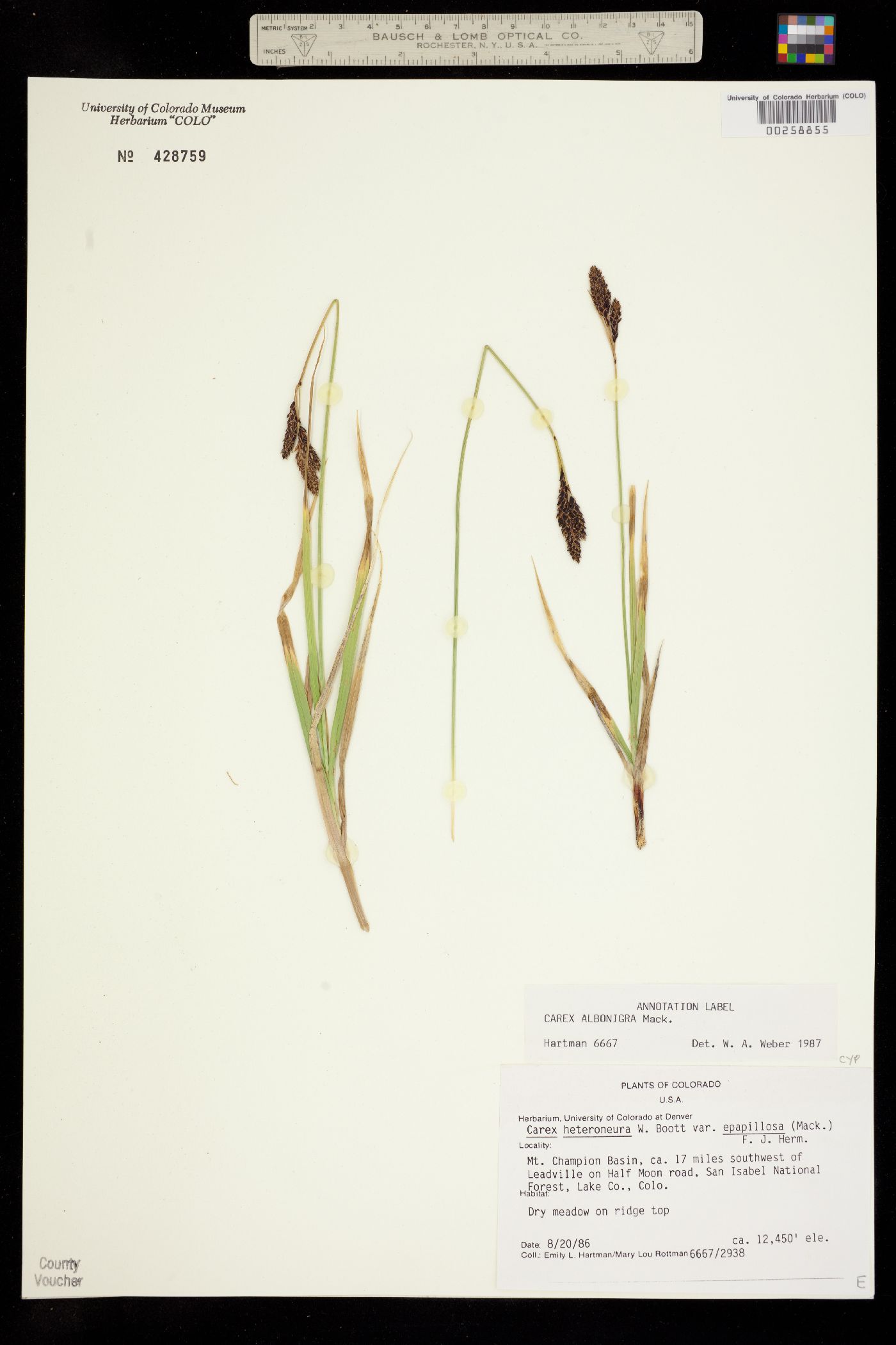 Carex albo-nigra image