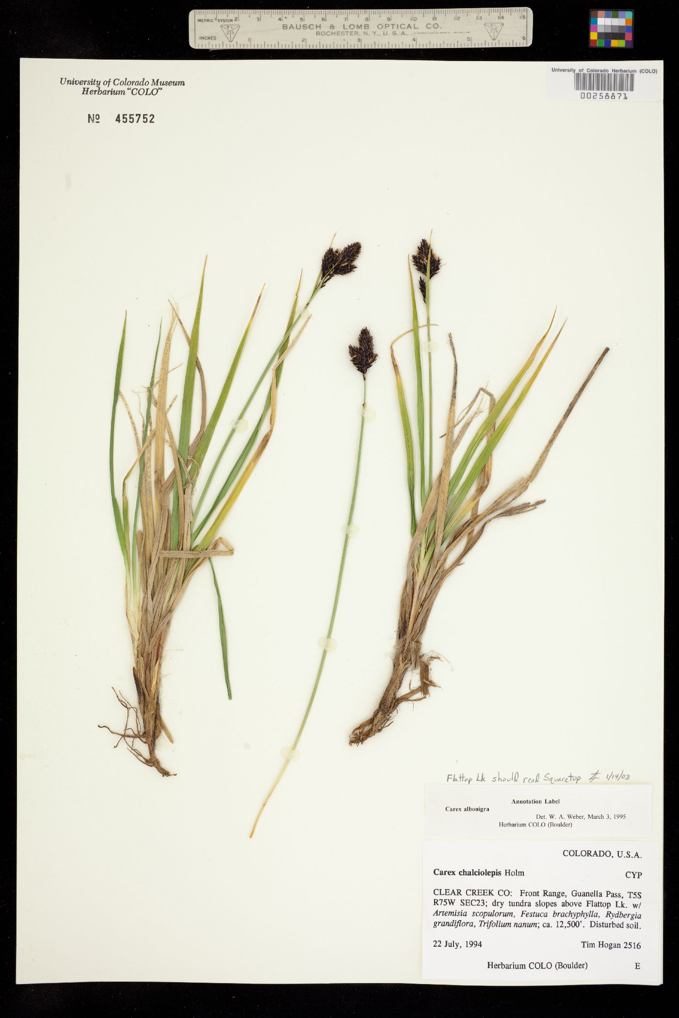 Carex albo-nigra image