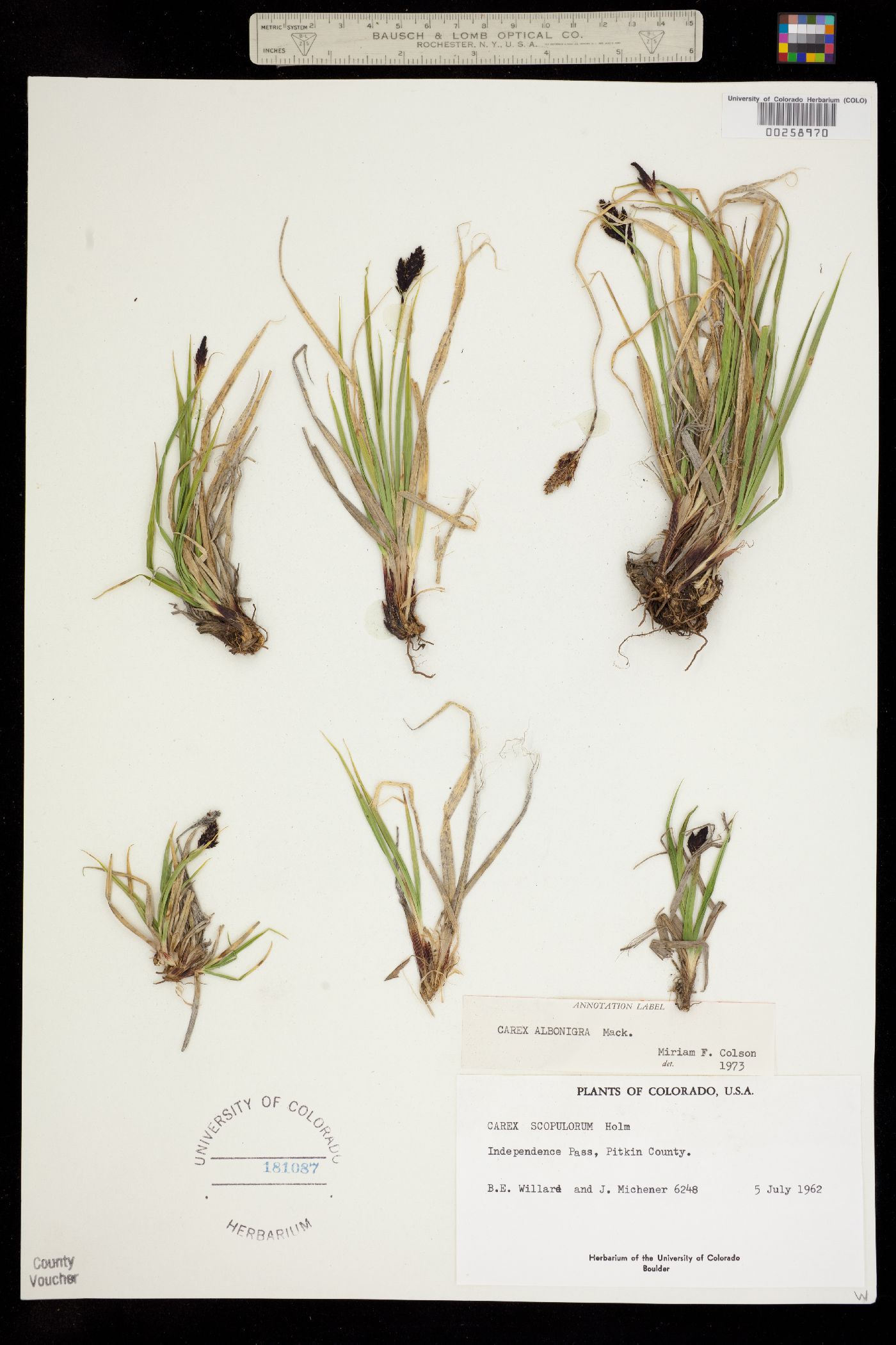 Carex albo-nigra image