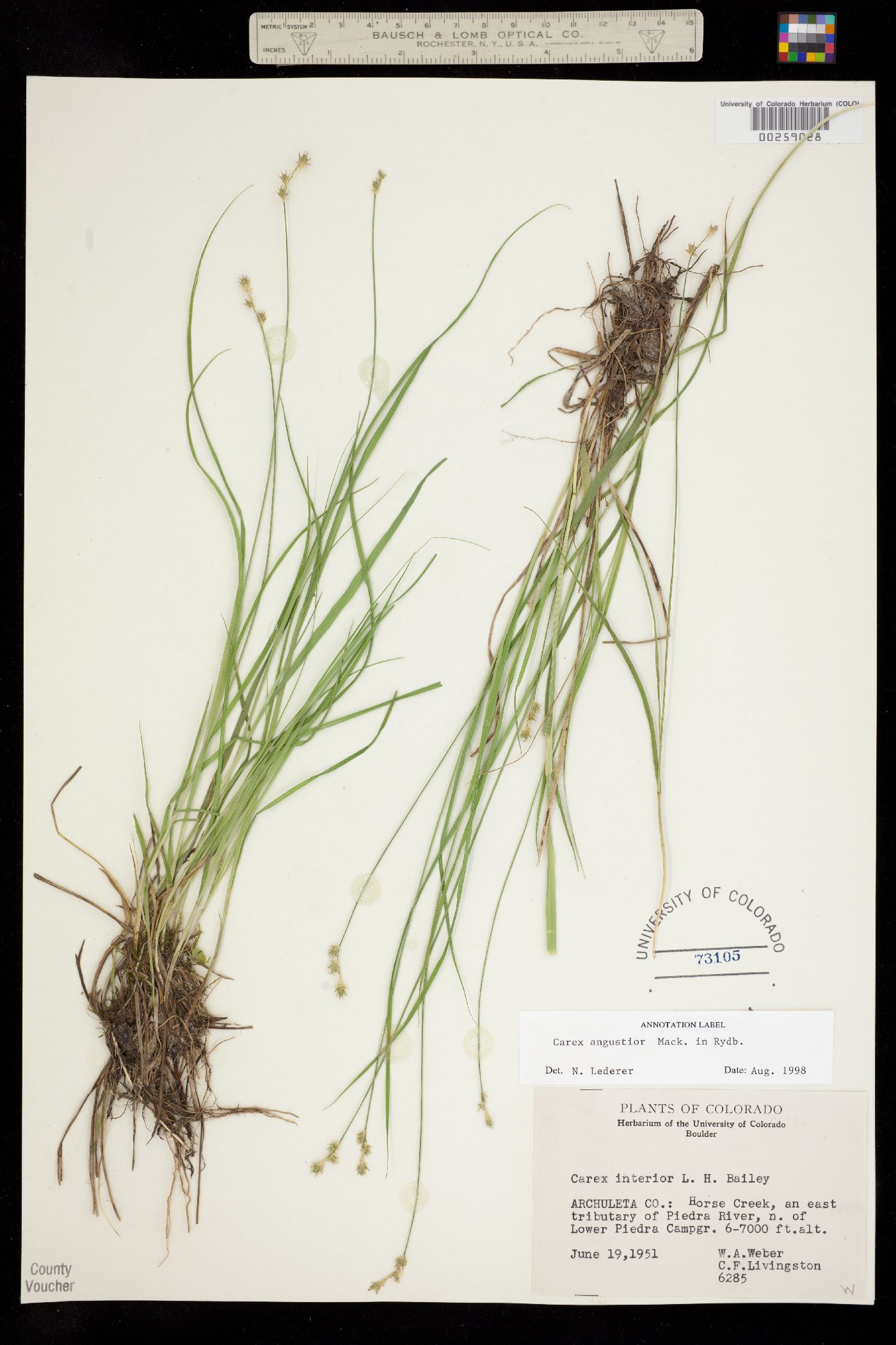 Carex echinata ssp. echinata image