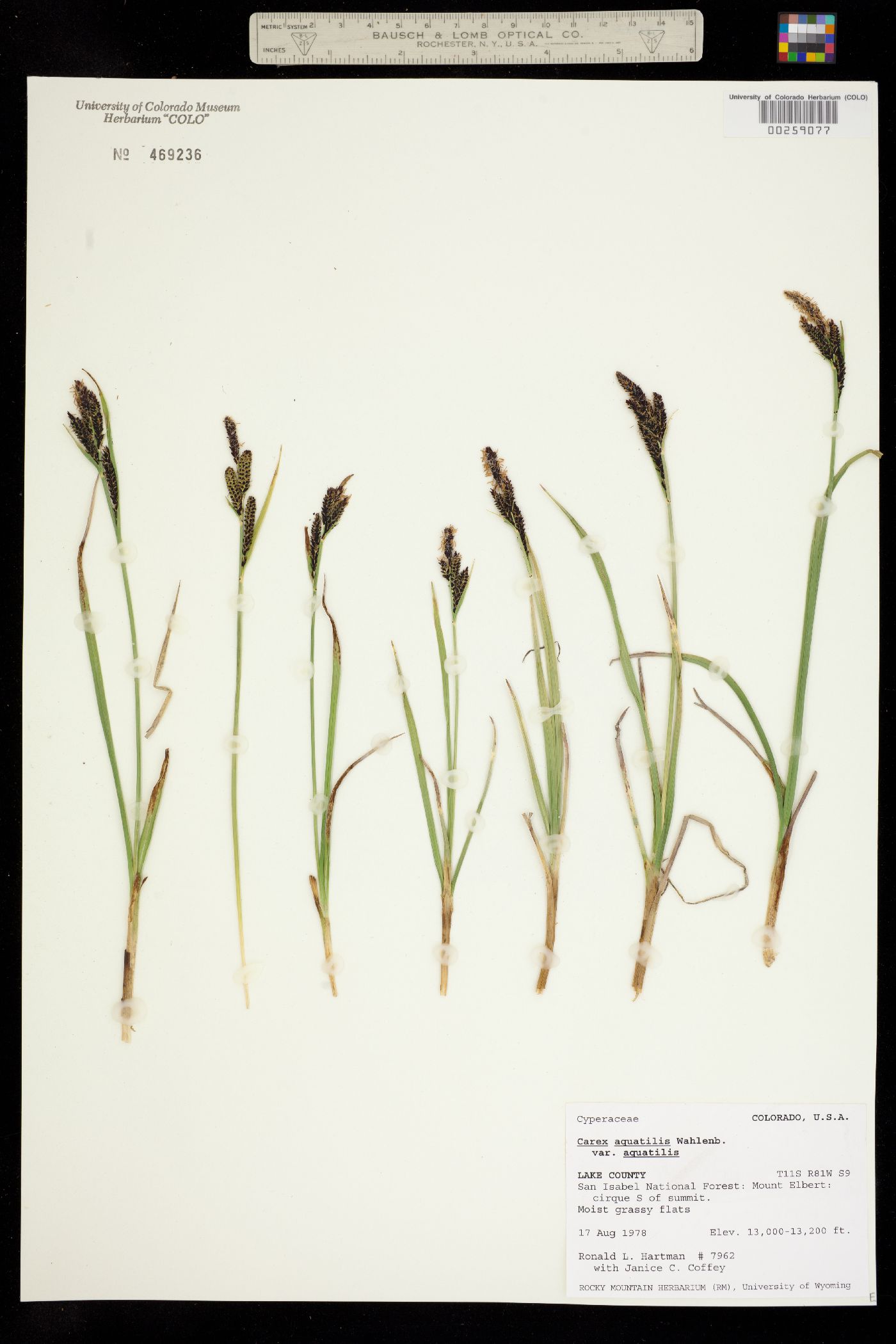 Carex aquatilis subsp. aquatilis image