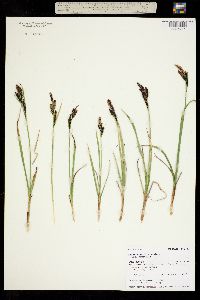 Carex aquatilis ssp. aquatilis image