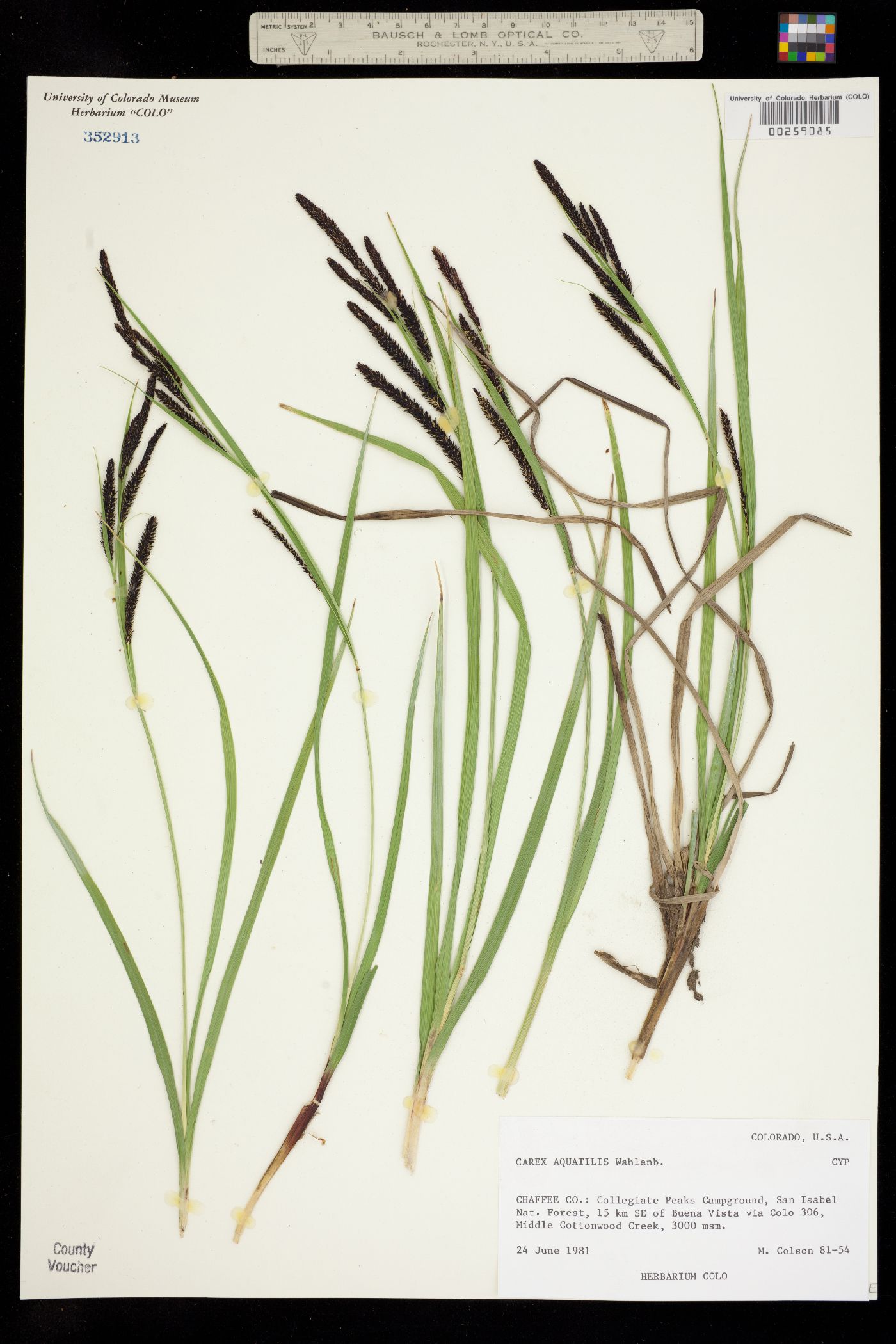Carex aquatilis image