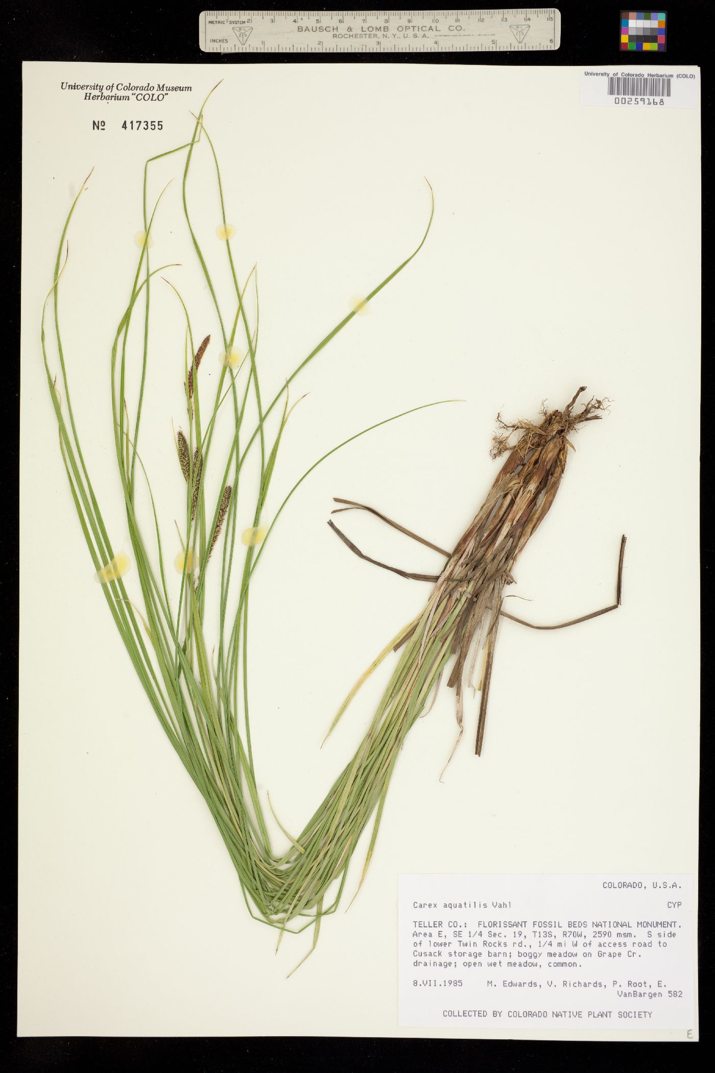 Carex aquatilis image