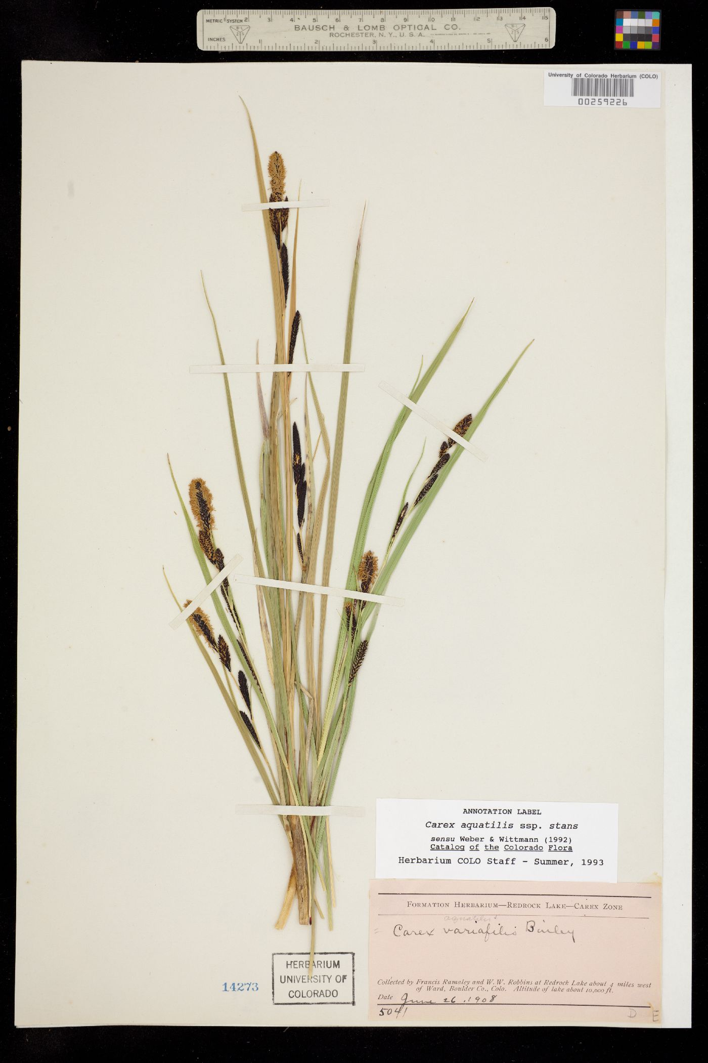 Carex aquatilis var. minor image