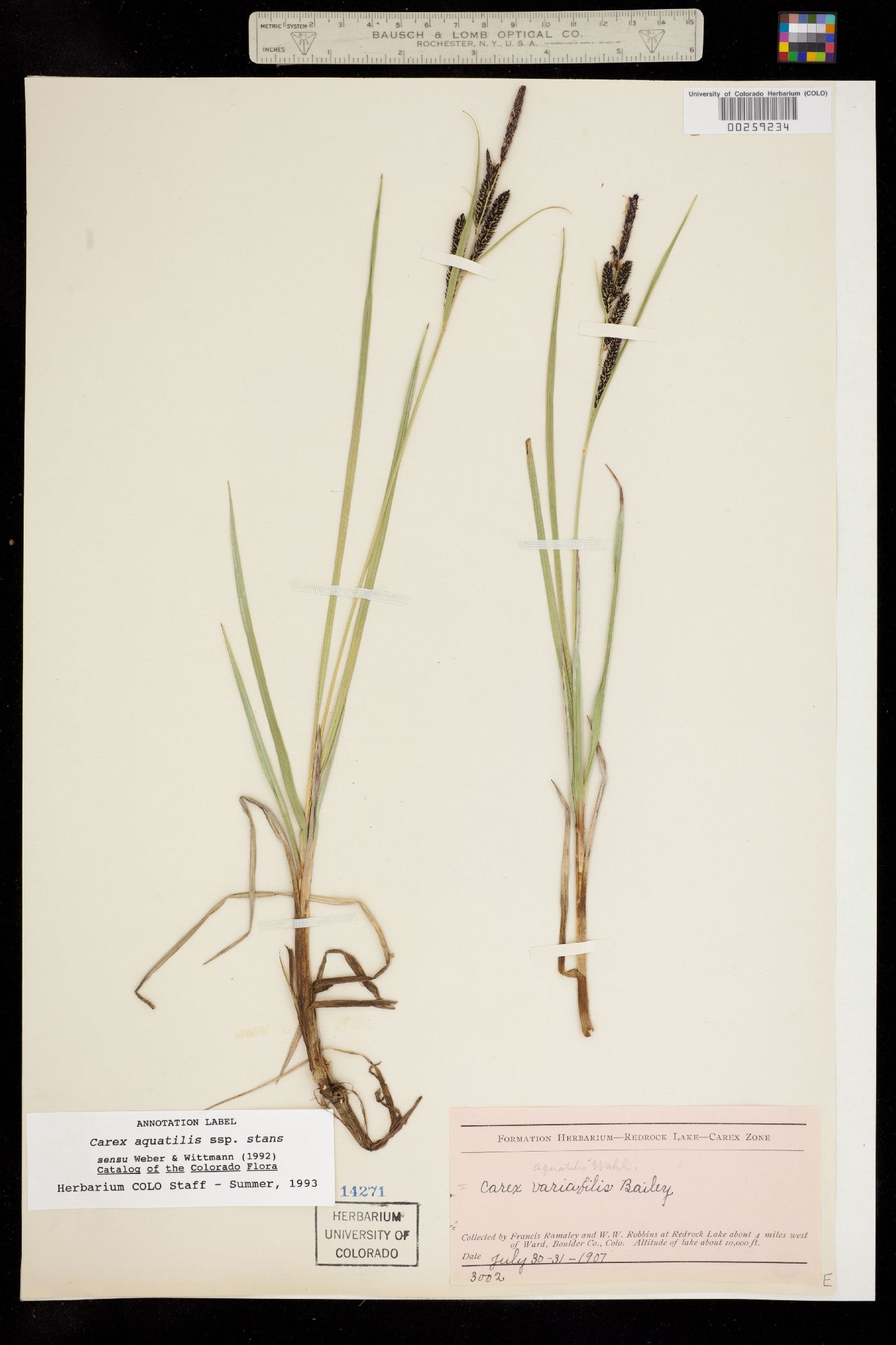 Carex aquatilis var. minor image