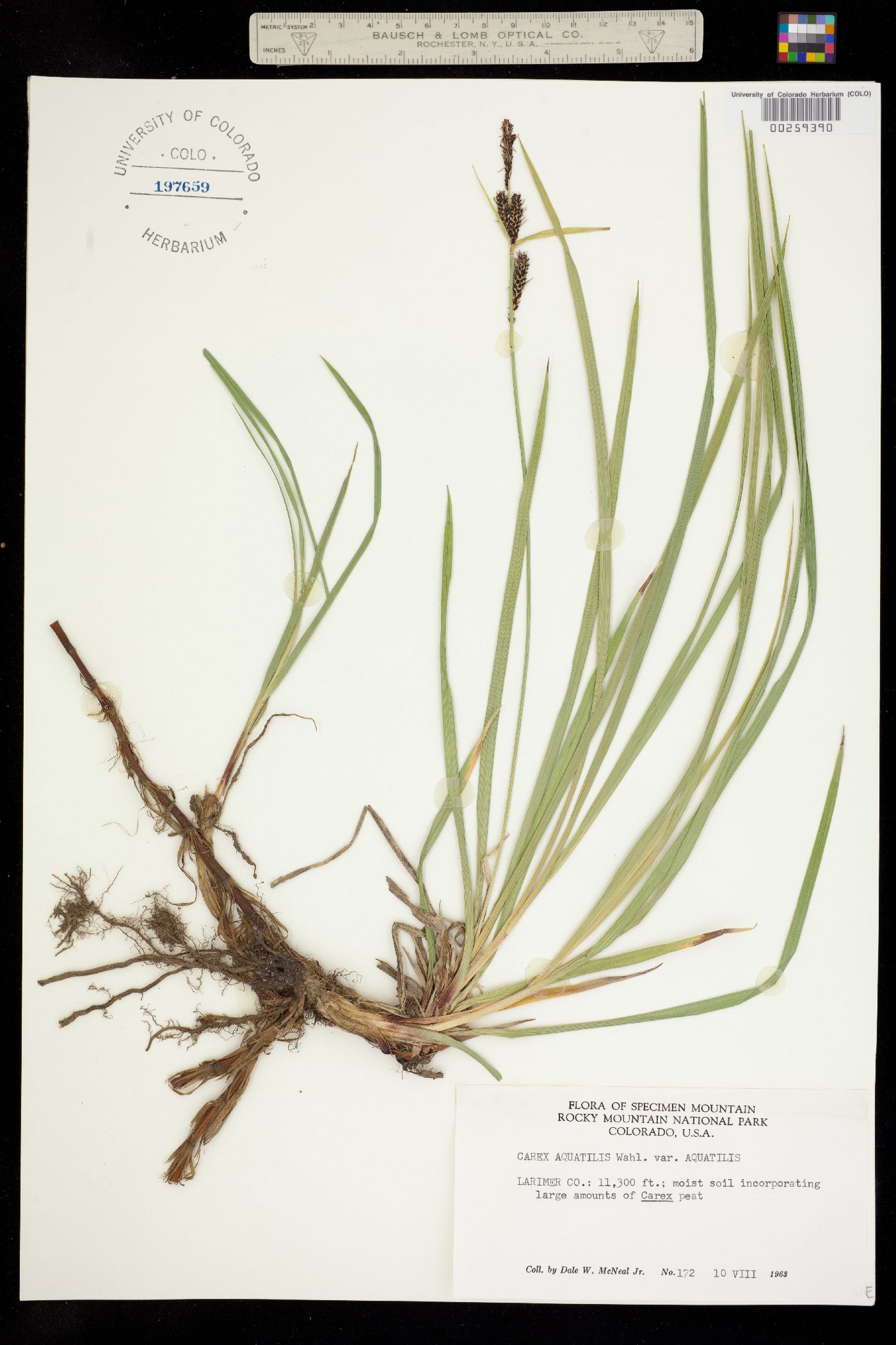 Carex aquatilis ssp. aquatilis image