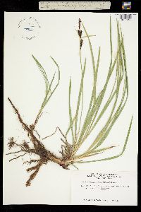 Carex aquatilis subsp. aquatilis image