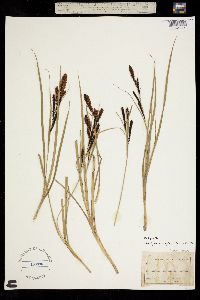 Image of Carex aquatilis